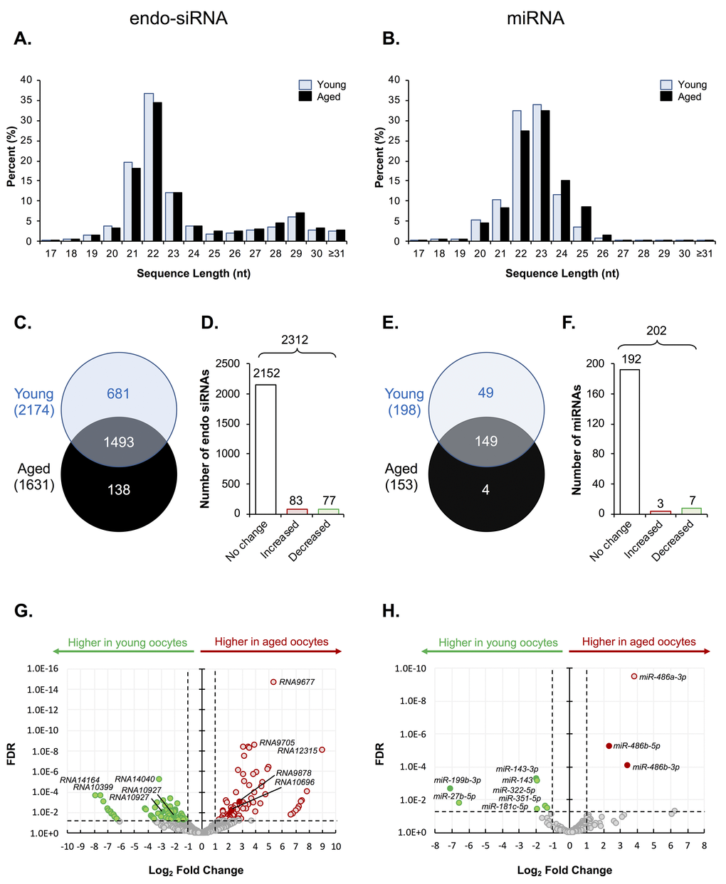 Endo-siRNA and miRNA signatures of young and aged oocytes. Following filtering and normalization, sRNA reads were mapped to known endo-siRNA and miRNA from RNAcentral sequence database (August 2017, RNAcentral) (https://rnacentral.org/) to explore changes in the endo-siRNA and miRNA landscape between young and aged oocytes. (A) Endo-siRNA and (B) miRNA sequence length distribution between young and aged GV oocytes. (C) Venn diagram illustrating the total number of endo-siRNA and (E) miRNA identified in young and aged oocytes. (D) Graphical representation of the proportion of endo-siRNAs and (F) miRNAs, identified as being expressed at equivalent levels (unchanged) or that were up- or down-regulated (increased or decreased, respectively) between young and aged oocytes. (G) Volcano plots depicting log2-fold changes (x-axis) and false discovery rate (FDR; y-axis) of endo-siRNAs and (H) miRNAs between young and aged oocytes. Solid dots represent sRNAs that were selected for RT-qPCR validation. Counts of ≥ 10 reads aligning to a specific sRNA was used as a threshold for a positive endo-siRNA or miRNA identification in this study. sRNAs experiencing a threshold of ≥ ± 2-fold change and false discovery rate of 