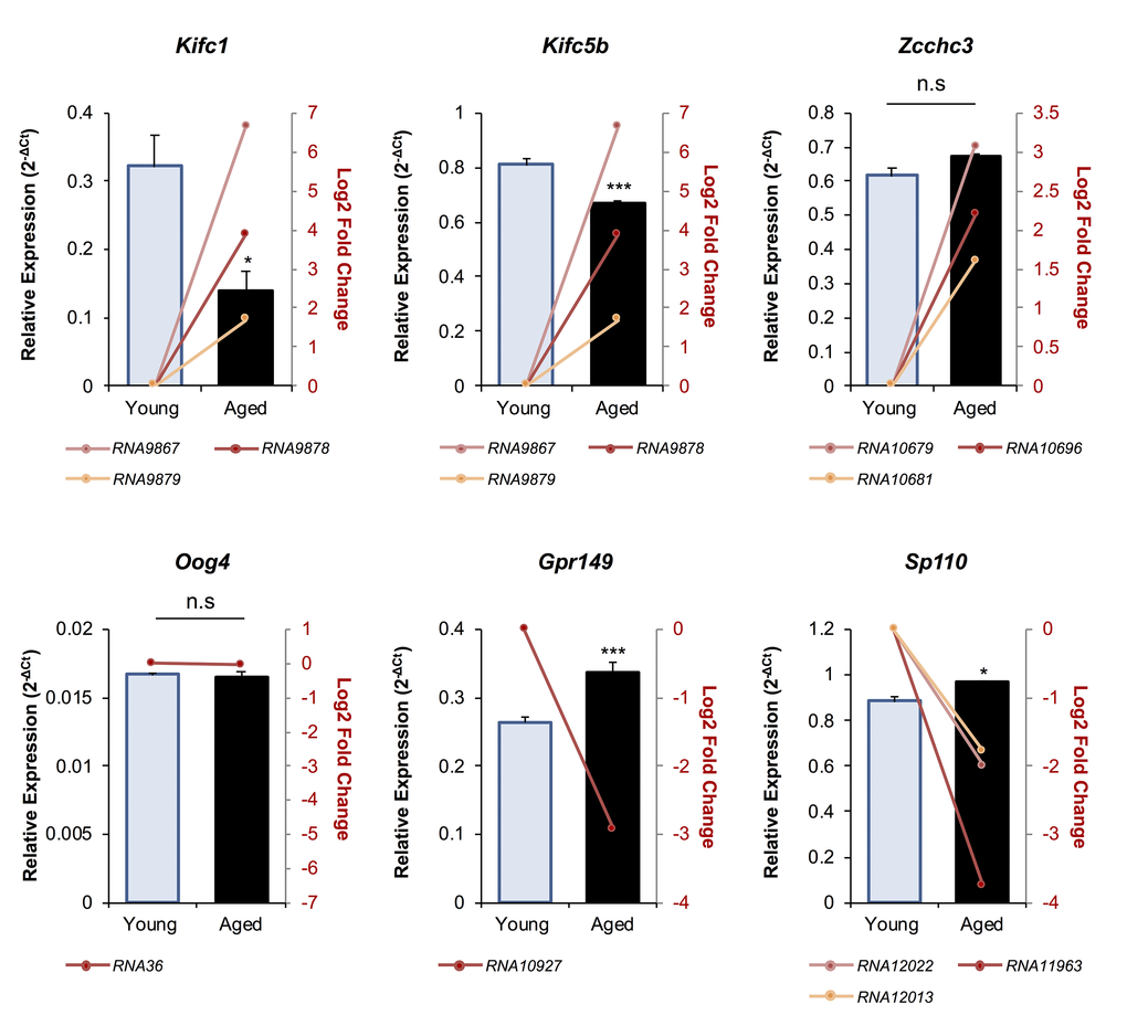 The expression of putative mRNA target genes of endo-siRNAs differentially abundant in young and aged oocytes. To verify that the changes in endo-siRNA abundance led to altered target gene expression in aged oocytes, six mRNAs were selected for RT-qPCR assessment. Candidate mRNAs included three representatives with targeting endo-siRNAs whose abundance was upregulated in aged oocytes (Kifc1, Kifc5b, and Zcchc3), two that were potentially targeted by downregulated endo-siRNAs (Gpr149 and Sp110) and one mRNA potentially targeted by an endo-siRNA with unchanged abundance in mRNA potentially targeted by an endo-siRNA with unchanged abundance in between young and aged oocytes (Oog4). cDNA generation and RT-qPCR experiments were performed in technical and biological triplicate, with each biological replicate comprising 10 oocytes randomly sampled from a pool of oocytes isolated from three animals. Ppia was employed as an endogenous control to normalize the expression levels of target mRNAs. Values are shown as a mean of all replicates ± SEM. Statistical analyses were performed using Student’s t-test, * p p 2 fold changes based on RNA-Seq are represented as pink, red, and orange line graphs while the relative abundance (2-ΔCt) of each sRNA determined by RT-qPCR is represented by columns.