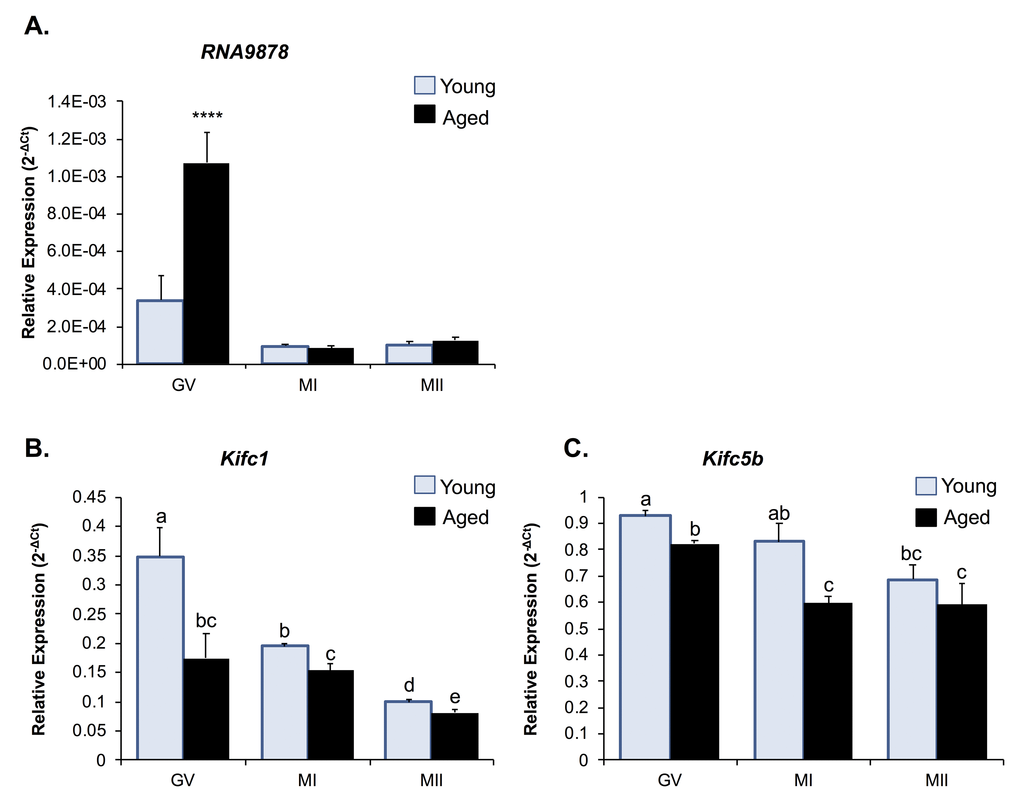 Expression of Kifc1 and Kifc5b targeting endo-siRNA and mRNA in young and aged oocytes throughout meiosis. RT-qPCR of young and aged GV, MI and MII stage oocytes was utilized to determine the impact of increased Kifc1 and Kifc5b targeting endo-siRNAs on Kifc1 and Kifc5b mRNA expression during meiosis. (A) RT-qPCR of RNA9878 in young and aged GV, MI, and MII oocytes (ANOVA; p > 0.0001). RT-qPCR of (B)Kifc1 (ANOVA; p ≥ 0.0266) and (C)Kifc5b (ANOVA; p ≥ 0.0128) in young and aged GV, MI, and MII oocytes. cDNA generation and RT-qPCR experiments were performed in technical and biological triplicate, with each biological replicate comprising 10 oocytes randomly sampled from a pool of oocytes isolated from three animals. The U6 small nuclear RNA and Ppia were employed as endogenous control to normalize the expression levels of target sRNAs and mRNAs, respectively. Values are shown as a mean of all replicates ± SEM. **** p 