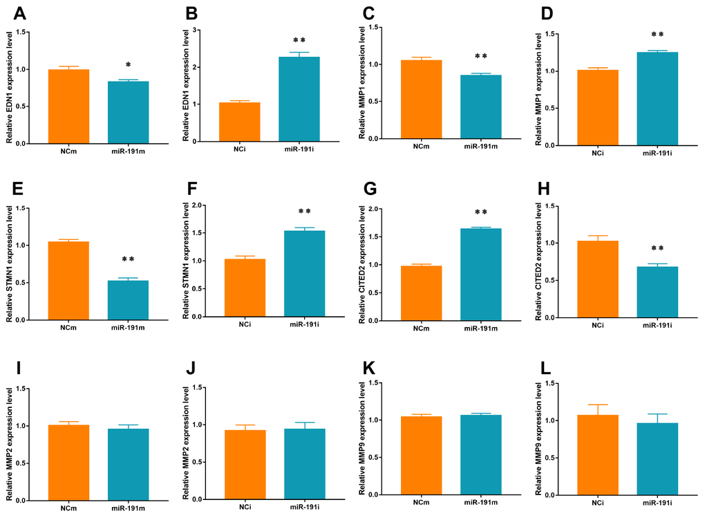 mRNA levels of Targets of VEZF1. Real-time PCR for EDN1 (A, B), MMP1 (C, D), STMN1 (E, F), CITED2 (G, H), MMP2 (I, J), and MMP9 (K, L) mRNA of HUVECs transfected with miR-191 mimic or miR-191 inhibitor (n = 6 per group). Means ± SEM. * P