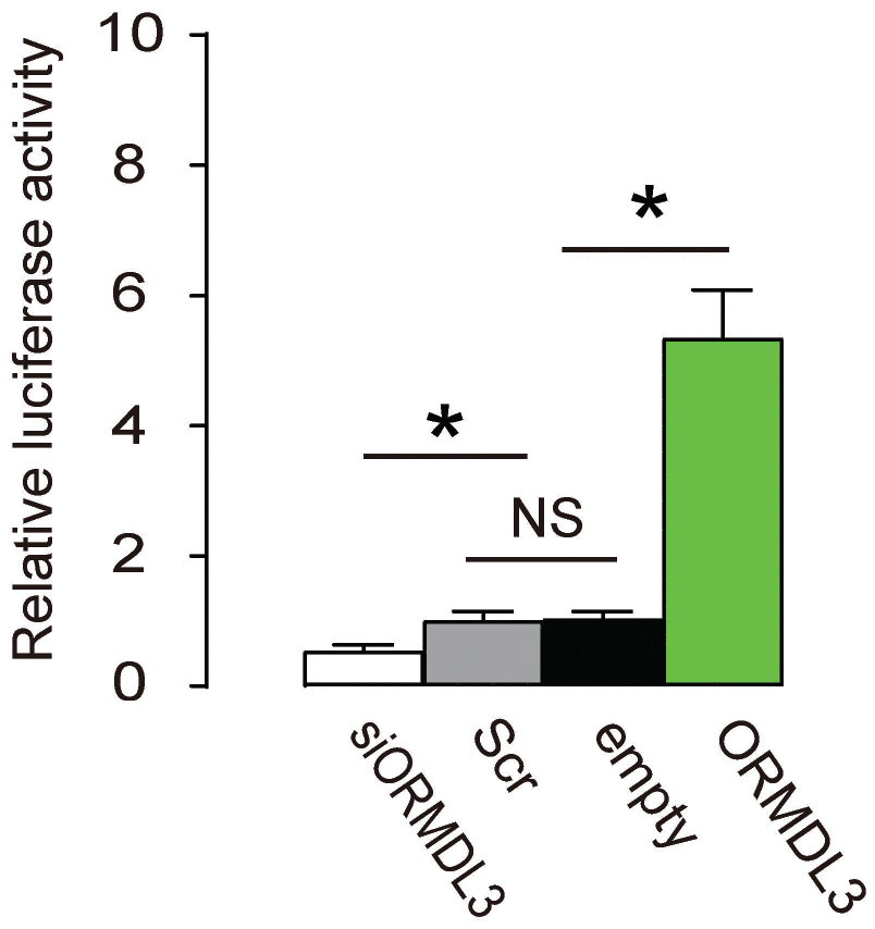 ORMDL3 transcriptionally activates ATF6 in beta cells. An ATF6 Reporter Assay was applied to Min6 cells, using co-transfection of the reporter and ORMDL3, or siORMDL3 or Scr or empty. Luciferase activity was determined. *p