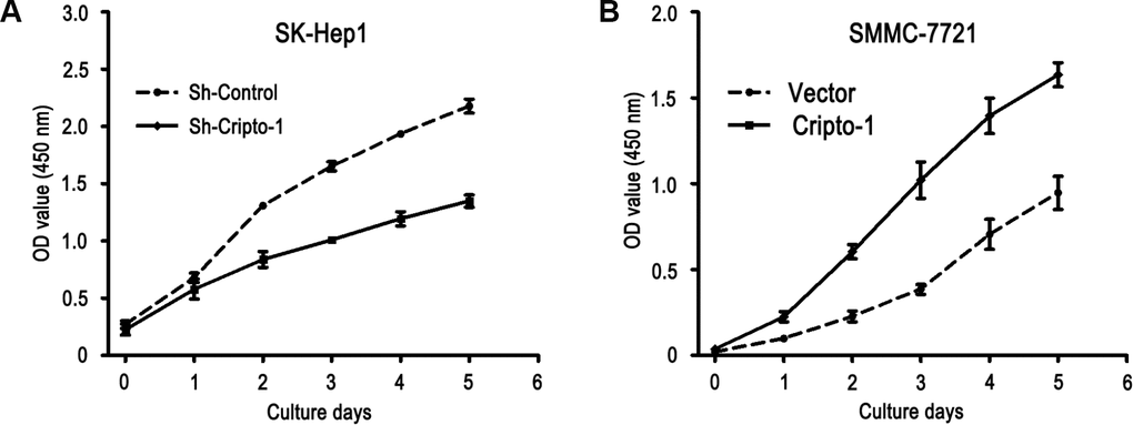 Cripto-1 promotes cell proliferation in HCC cells. The cell viability was inhibited in Cripto-1-silenced cells compared with the control cells (A), while the opposite effect of cell viability was observed in Cripto-1-transfected cells (B).