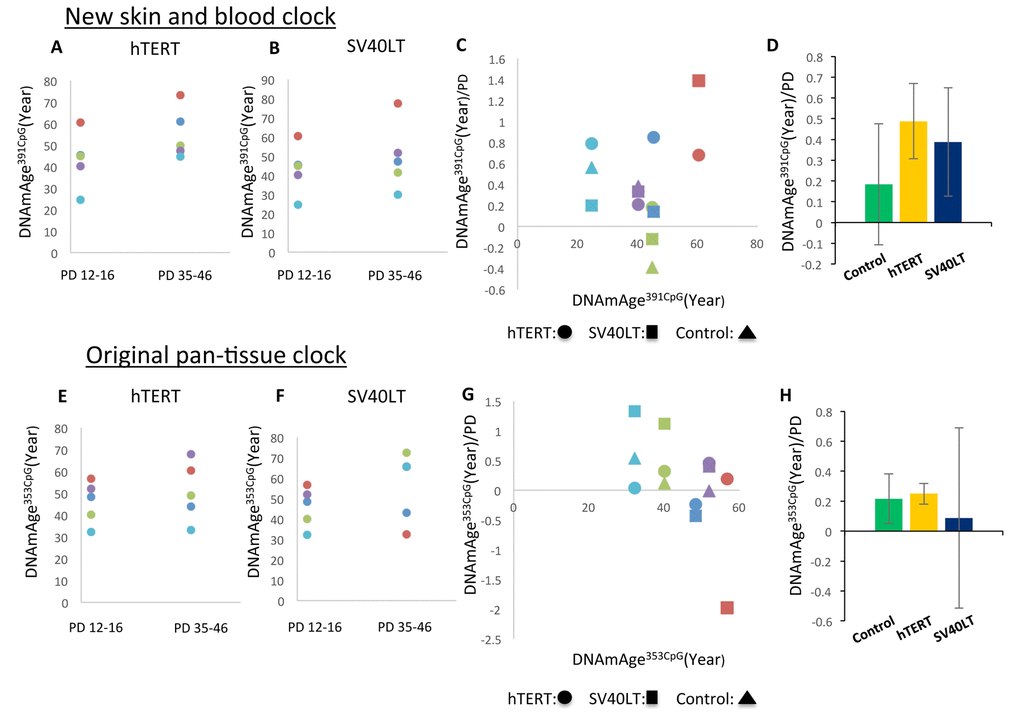 Effects of hTERT and SV40LT transfection on the DNAm age of fibroblasts. These panels show DNAmAge391CpG (A–D) and DNAmAge353CpG (E–H) of fibroblasts transfected with the hTERT and SV40LT genes, respectively. The changes of DNAm age more than 20 PD after hTERT (A and E) or SV40LT (B and F) gene transfection are shown. The dots with the same color are the results from the same cell line. Panels (C and D) show DNAmAge391CpG/PD (C) and DNAmAge353CpG/PD (G) of each cell line transfected with the hTERT or SV40LT gene. As references, the DNAm age/PD values of non-transfected cells are shown for 3 cell lines. The starting DNAm age values are shown on the X axis. Panels (D and H) show the average and S.E. of DNAmAge391CpG/PD (D) and DNAmAge353CpG/PD (H) of non-transfected control cells (n=3), hTERT (n=5), and SV40LT (n=5). The effects of SV40LT were not consistent, and the S.E. of the average is very large.