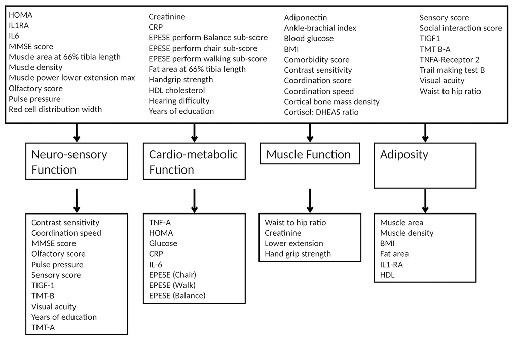 Extracted factor loading. Four factors (domains) named: Neuro-sensory function, Cardio-metabolic function, Muscle function and Adiposity.