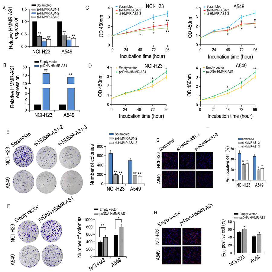 The effect of HMMR-AS1 on LUAD cell proliferation in vitro. (A, B) qRT-PCR analysis of HMMR-AS1 expression in transfected LUAD cells. (C, D) The viability of LUAD cells transfected with si-HMMR-AS1 or pcDNA-HMMR-AS1 were detected by CCK8 assays. (E-H) The proliferative rates of transfected LUAD cells determined by colony formation and EdU staining assay. *P 