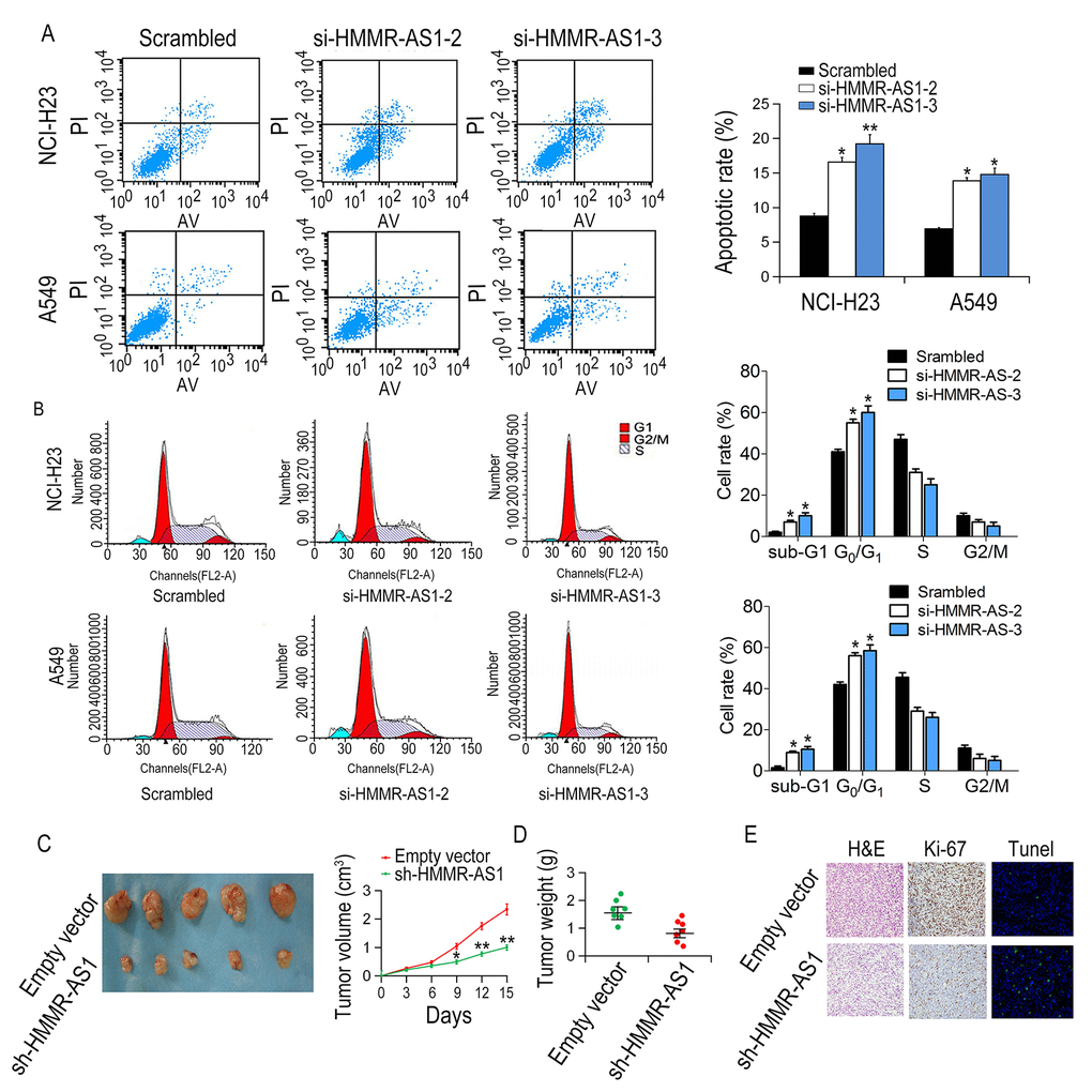 Effects of HMMR-AS1 on proliferation, apoptosis, and cell cycle of LUAD cells in vitro and in vivo. (A, B) The apoptotic rates and cell cycle of cells were determined by flow cytometry after HMMR-AS1 knockdown in NCI-H23 and A549 cells. (C, D). Tumor volume and weight were detected in tumor tissues of nude mice injected with HMMR-AS1 knockdown NCI-H23 cells. (E) Ki67 level and apoptosis were detected by TUNEL staining and immunohistochemistry, respectively. *P 