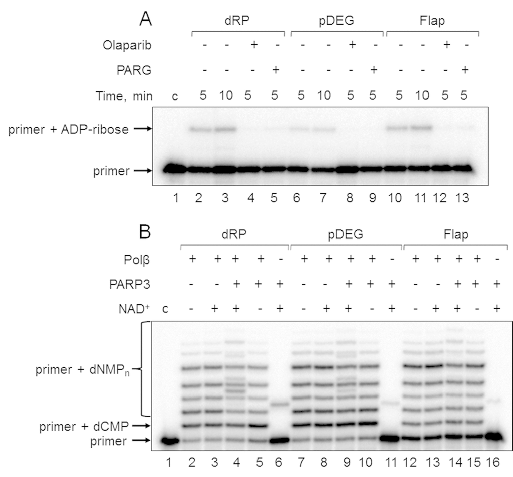 Demonstration of primer MARylation in Mmu WCE (A) and in the system reconstituted from recombinant proteins (B). (A) Mmu cell extract proteins (0.5 mg/mL) were incubated for 5 min with 100 nM DNA duplexes bearing dRP, pDEG, or flap in the presence of 5 mM MgCl2 and 0.5 mM NAD+ in the absence or presence of PARG and olaparib. (B) Recombinant proteins were incubated for 10 min with 100 nM DNA duplexes bearing dRP, pDEG, or flap in the presence of 5 mM MgCl2, 0.1 mM dNTPs, and 0.5 mM NAD+ (when indicated). Lanes 1 in A and B correspond to the initial primer (control).