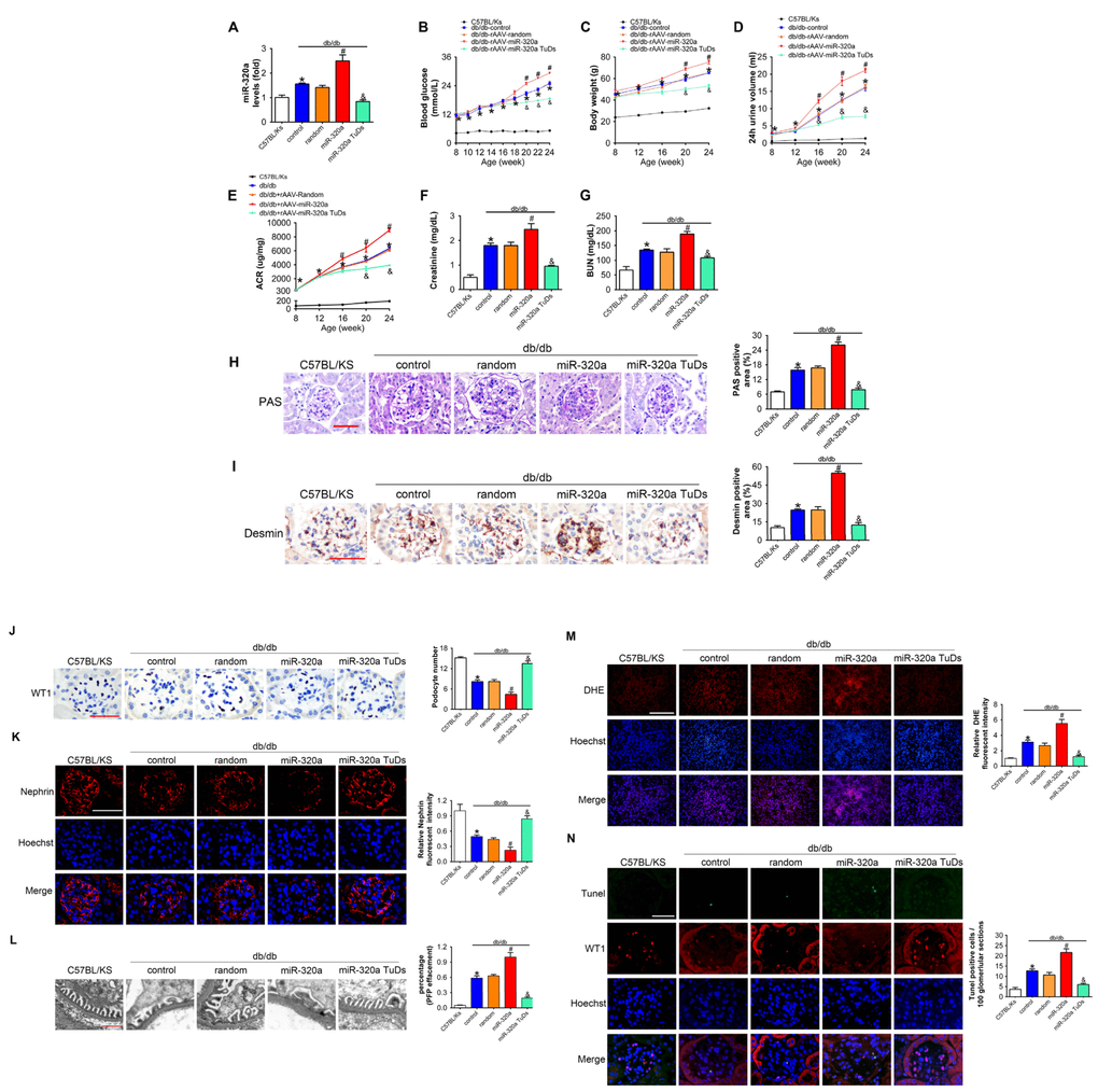 Overexpression of miR-320a aggravated renal dysfunction in db/db mice. (A) Relative miR-320a expression in renal cortex measured by real-time PCR. (B) Blood glucose was detected every 2 weeks. (C) Body weight, (D) 24h urine volume and (E) urinary ACR was determined every four weeks since the age of 8 weeks. (F) Serum creatinine and (G) BUN were detected at the age of 24 weeks. (H) Representative images of PAS staining of kidneys from C57BL/Ks and differently treated db/db mice. Scale bar, 50 μm. (I) Representative images of immunohistochemical staining of Desmin. Scale bar, 50 μm. (J) Typical images of WT1-stained glomeruli and average number of WT1-stained nuclei calculated per glomerular sections. Scale bar, 50 μm. (K) Representative images of immunofluorescence staining for Nephrin. Scale bar, 50 μm. (L) Representative electron microscopic image of the glomeruli staining from kidney sections. Scale bar, 1 μm. (M) Representative images of ROS detected by DHE probe in frozen kidney sections. Scale bar, 200 μm. (N) Typical images of apoptotic glomerular cells in diabetic glomeruli. Green, TUNEL; Red, WT1; Blue, Hoechst. Scale bar, 50 μm. Data are expressed as mean ± SEM, n=8, *P