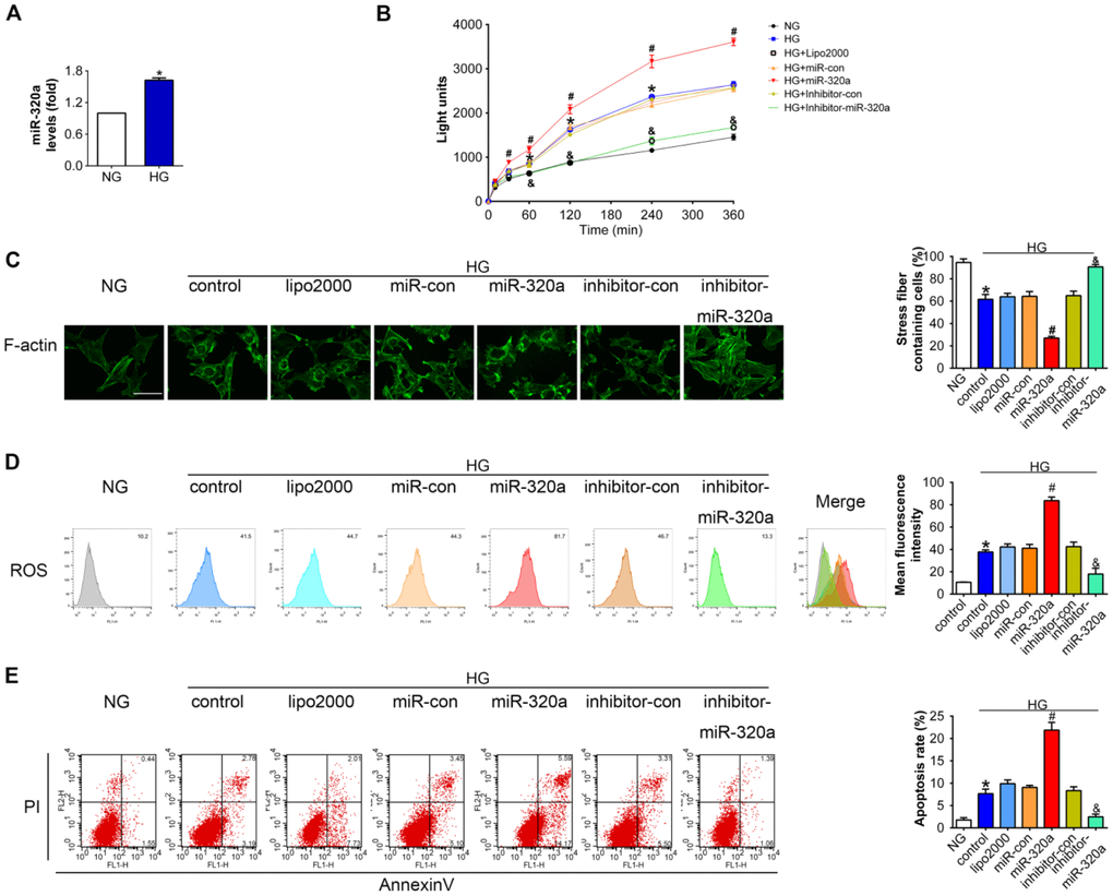 Overexpression of miR-320a enhanced hyperglycemia induced podocytes injury in vitro. (A) Relative miR-320a expression in cultured podocyte cells exposed to normal glucose (NG, 5 mM) and high glucose (HG, 30 mM). (B) In vitro permeability of FITC-labeled BSA through podocyte monolayers. (C) Representative photomicrographs of immunofluorescence labeling with F-actin in cultured podocyte cells. Effects of miR-320a mimics on apoptosis (D) and ROS (E) were determined by Annexin V/PI flow cytometric analysis and DHE in cultured podocyte cells. Data are representative of three experiments. Data are expressed as mean ± SEM, n=3, *P