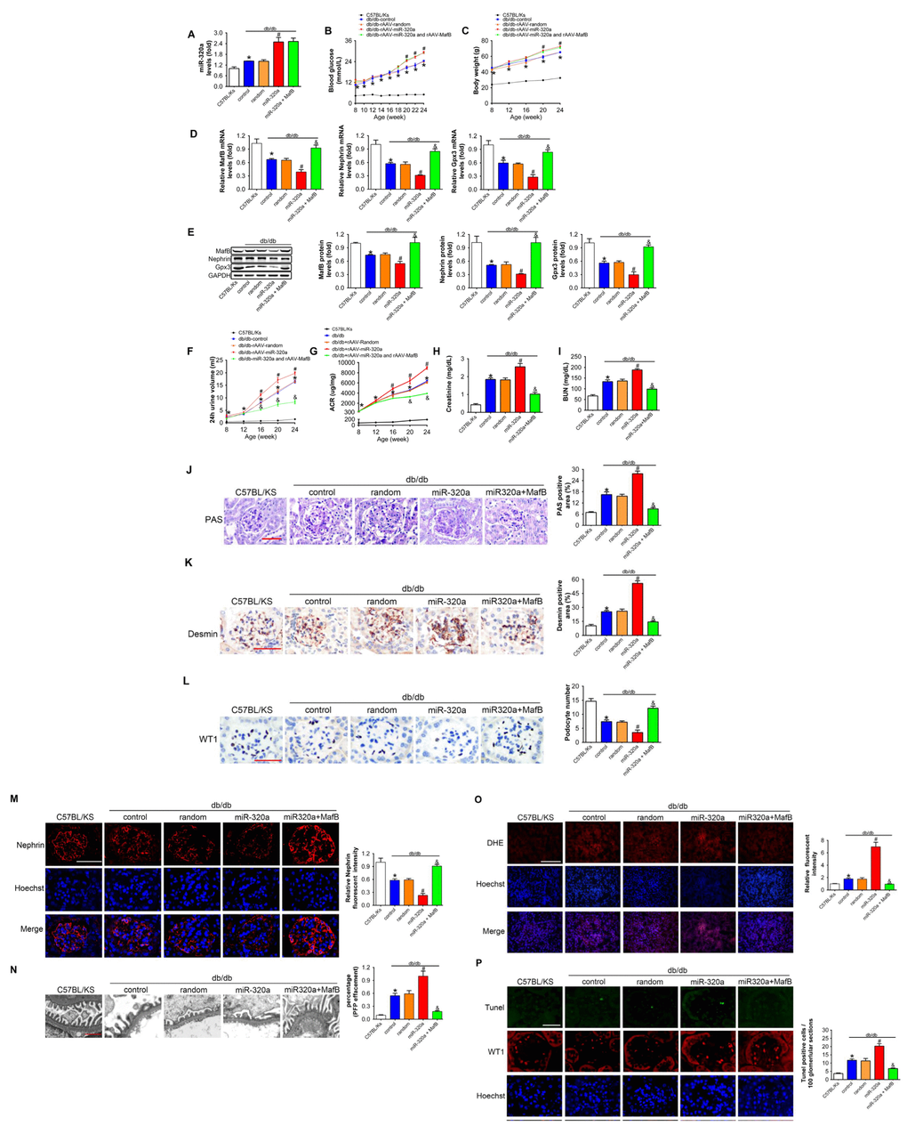 MafB restoration attenuated miR-320a induced kidney injury in diabetes. (A) Relative miR-320a expression in renal cortex measured by real-time PCR. (B) Blood glucose was detected every 2 weeks. (C) Body weight was measured once per month. Relative mRNA (D) and protein (E) levels of Mafb, Nephrin and Gpx3. (F) 24h urine volume and (G) urinary ACR was determined every four weeks since the age of 8 weeks. (H) Serum creatinine and (I) BUN were detected at the age of 24 weeks. (J) Representative images of PAS staining of kidneys from C57BL/Ks and differently treated db/db mice. Scale bar, 50 μm. (K) Representative images of immunohistochemical staining of Desmin. Scale bar, 50 μm. (L) Typical images of WT1-stained glomeruli and average number of WT1-stained nuclei calculated per glomerular sections. Scale bar, 50 μm. (M) Representative images of immunofluorescence staining for Nephrin. Scale bar, 50 μm. (N) Representative electron microscopic image of the glomeruli staining from kidney sections. Scale bar, 1 μm. (O) Representative images of ROS detected by DHE probe in frozen kidney sections. Scale bar, 200 μm. (P) Typical images of apoptotic glomerular cells in diabetic glomeruli. Green, TUNEL; Red, WT1; Blue, Hoechst. Scale bar, 50 μm. Data are expressed as mean ± SEM, n=8, *P