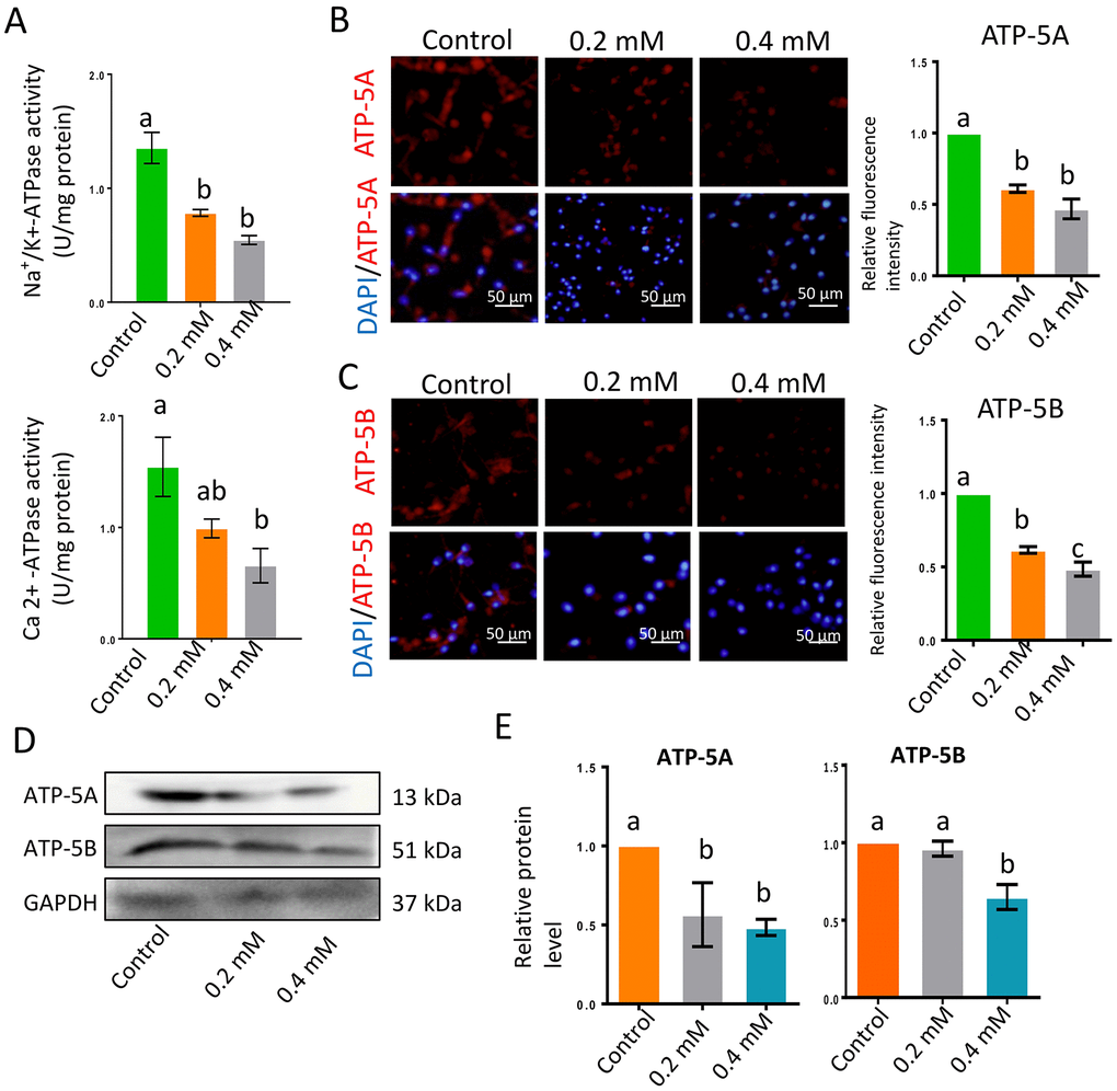 Gibberellin exposure reduced ATPase activity. (A) Na+/K+-ATPase and Ca2+-ATPase activity in sperm were detected with an ATP assay kit. (B–C) The protein levels of ATP-5A and ATP-5B in sperm were detected by immunocytochemistry and quantified based on the relative fluorescence intensity. (D–E) The relative protein levels of ATP-5A and ATP-5B in sperm were detected by Western blotting. The results are presented as the mean ± SEM.