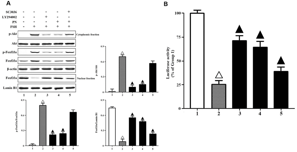 PN attenuated Akt-FoxO3a signaling. (A) PN attenuated Akt-FoxO3a activation and nuclear export of FoxO3a. KGN cells were incubated with or without PN (100 nM, 12 hrs), SC3036 (30 μM, 4 hrs) and LY294002 (30 μM, 4 hrs) followed by treatment with FSH (1 nM, 4 hrs). Relative protein expressions of p-Akt, Akt, p-FoxO3a, FoxO3a in cytoplasmic fractions (β-actin as internal standard) and FoxO3a in nuclear fractions (Lamin B1 as internal standard) were determined by immunoblots. (B) PN strengthened FoxO3a binding-dependent luciferase activities. KGN cells were transfected with the pGL3-Foxo3a consensus binding element-luciferase plasmids, and were incubated with or without PN (100 nM, 12 hrs), SC3036 (30 μM, 4 hrs) and LY294002 (30 μM, 4 hrs) followed by treatment with FSH (1 nM, 4 hrs). The luciferase activities were determined using the Dual-Luciferase Reporter Assay System. Open triangle: p