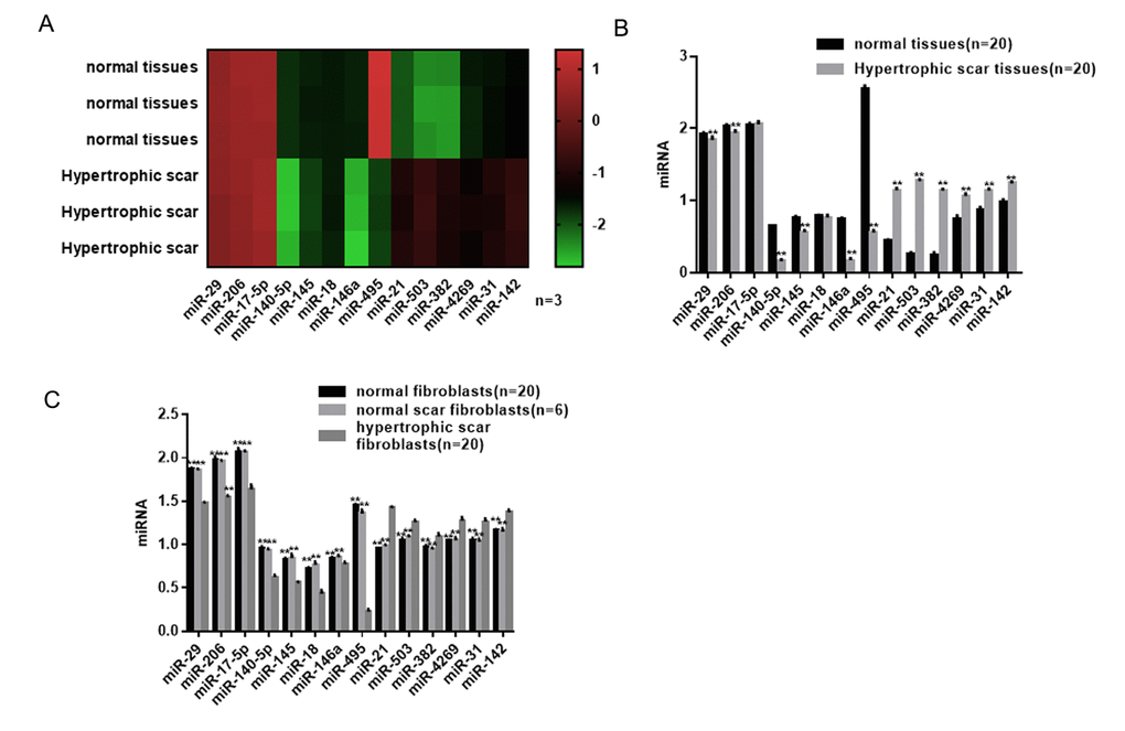 Differential expression profile of miRNAs in hypertrophic scar tissues. (A) miRNAs differentially expressed in hypertrophic scar and normal tissues were detected using a gene microarray. (B) Expression levels of miRNAs in hypertrophic scar and normal tissues were detected using real-time PCR. ** PC) Expression levels of miRNAs in hypertrophic scar fibroblasts, normal scar fibroblasts and normal fibroblasts were detected using real-time PCR. ** P