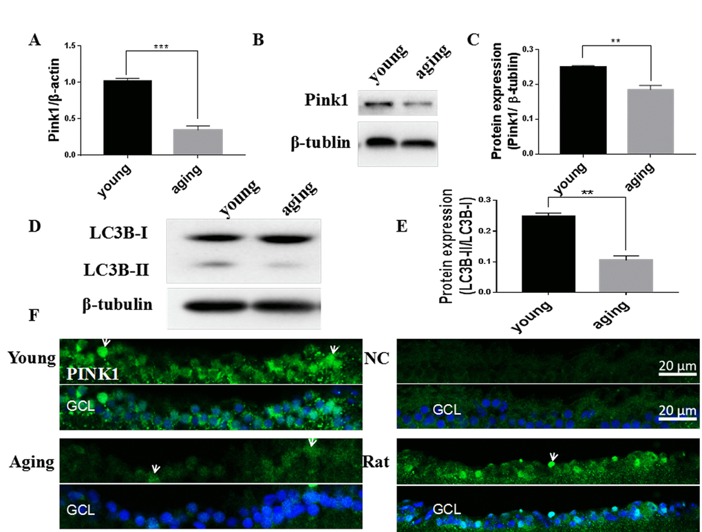 Decreased mitophagy and autophagy in aging zebrafish retinas. (A) Pink1 gene expression in young and aging zebrafish retinas as measured by quantitative real-time PCR (mean ± SEM, ***PB) Representative western blot showing the protein expression level of Pink1 in young and aging zebrafish retinas. (C) Graph of the densitometric mean and SEM normalized to the corresponding level of the loading control protein beta-tubulin (**PD) Representative western blot showing the protein expression levels of LC3B-II and LC3B-I in young and aging zebrafish retina. (E) Graph of the ratio of LC3B-II to LC3B-I protein levels as determined by densitometry (**PF) Immunofluorescence analysis of Pink1 in the RGC layer of young and aging zebrafish retinas. Retina cross sections prepared from zebrafish eyes were immunostained with Pink1 antibody. All photographs were taken at 40x magnification except the rat sections that were at 20x. Young, 4-6 months old; aging, 19-23 months old; NC, negative control (without primary antibody); Rat, positive control; GCL, ganglion cell layer.