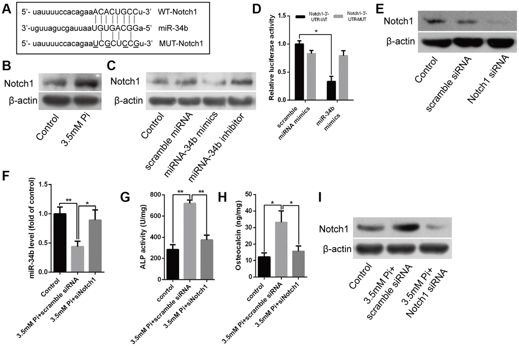 Notch1 was the direct target of miR-34b and involved in regulating VSMCs calcification. (A) Schematic of the miR-34b putative target sites in mouse Notch1 3′-UTR and alignment of miR-34b with WT and MUT Notch1 3′-UTR, showing pairing. The mutated nucleotides were underlined. (B) Western blot analysis showed the level of Notch1 protein in VSMCs treated with 3.5 mM of Pi. (C) VSMCs were transfected with scramble miRNA mimics, inhibitor or miR-34b mimics, miR-34b inhibitor, respectively, and harvested for the examination of Notch1 protein by western blot analysis. (D) The WT-Notch1 3′-UTR and the MUT- Notch1 3′-UTR reporters were co-transfected with miR-34b mimics or control oligos into VSMCs. Forty-eight hours after transfection, the luciferase activities were measured. (E) Notch1 was knocked down successfully by Notch1 siRNA. (F) The expression of miR-34b was assessed by qRT-PCR in VSMCs induced by 3.5 mM of Pi after transfecting with scramble siRNA or Notch1 siRNA. (G–I) ALP activity, OC secretion and Runx2 expression were determined in VSMCs induced by 3.5 mM of Pi after transfecting with scramble siRNA or Notch1 siRNA. n = 3. The data were expressed as mean ± SD, *p p 