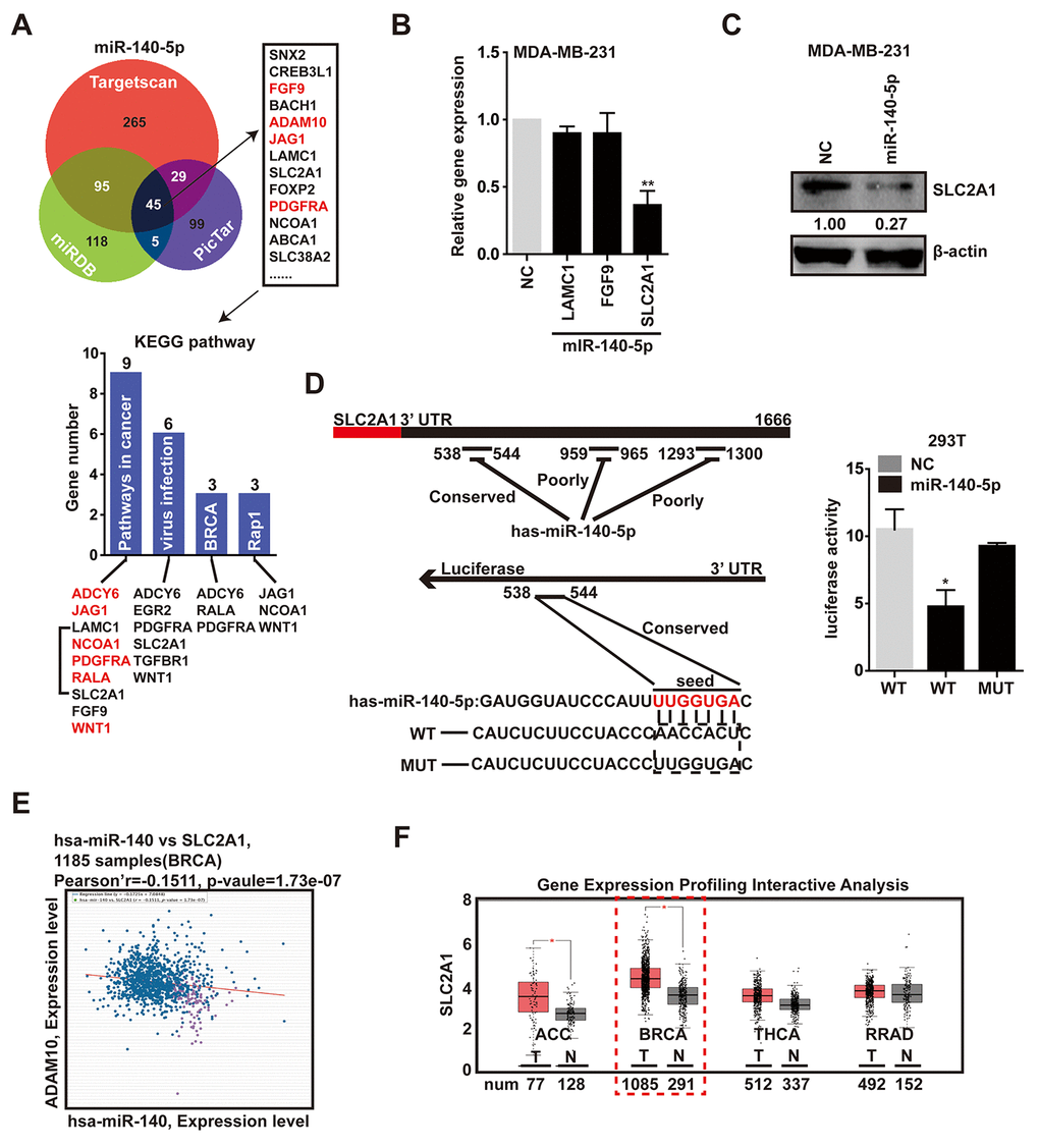 SLC2A1 is the direct target of miR-140-5p. (A) Venn diagram containing genes that were predicted to be the targets of miR-140-5p, and the KEGG pathway analysis of the 45 putative genes which were in the intersection. Red represented reported targets of miR-140-5p. (B) The expression levels of LAMC1, SLC2A1 and FGF9 in MDA-MB-231 cells transfected with miR-140-5p mimic compared with NC mimic for 48h. (C) The transfection of miR-140-5p in MDA-MB-231 cells decreased the SLC2A1 protein levels, as shown by western blot. (D) Left, luciferase-SLC2A1 3′-UTR constructs. 3 putative miR-140-5p binding sequences existed in the 3′-UTR of SLC2A1 mRNA, one was conservative, and the other two were poorly-conservative. miR-140-5p seed mutated sequences were generated in the binding site. Right, luciferase reporter assay in HEK293 cells transfected with NC, miR-140-5p or miR-140-5p-mut 3′-UTR. Firefly luciferase served as an internal control. (E) Expression patterns of miR-140-5p with SLC2A1 exhibited a negative correlation. (F) The expression level of miR-140-5p was decreased in BRCA compared with normal tissues. This difference was also reflected in ACC, but there is no significant disparity in THCA and RRAD. The p-values were calculated using standard Student t-tests. Error bars represent mean±SEM of three individual experiments. * P ≤ 0.05.