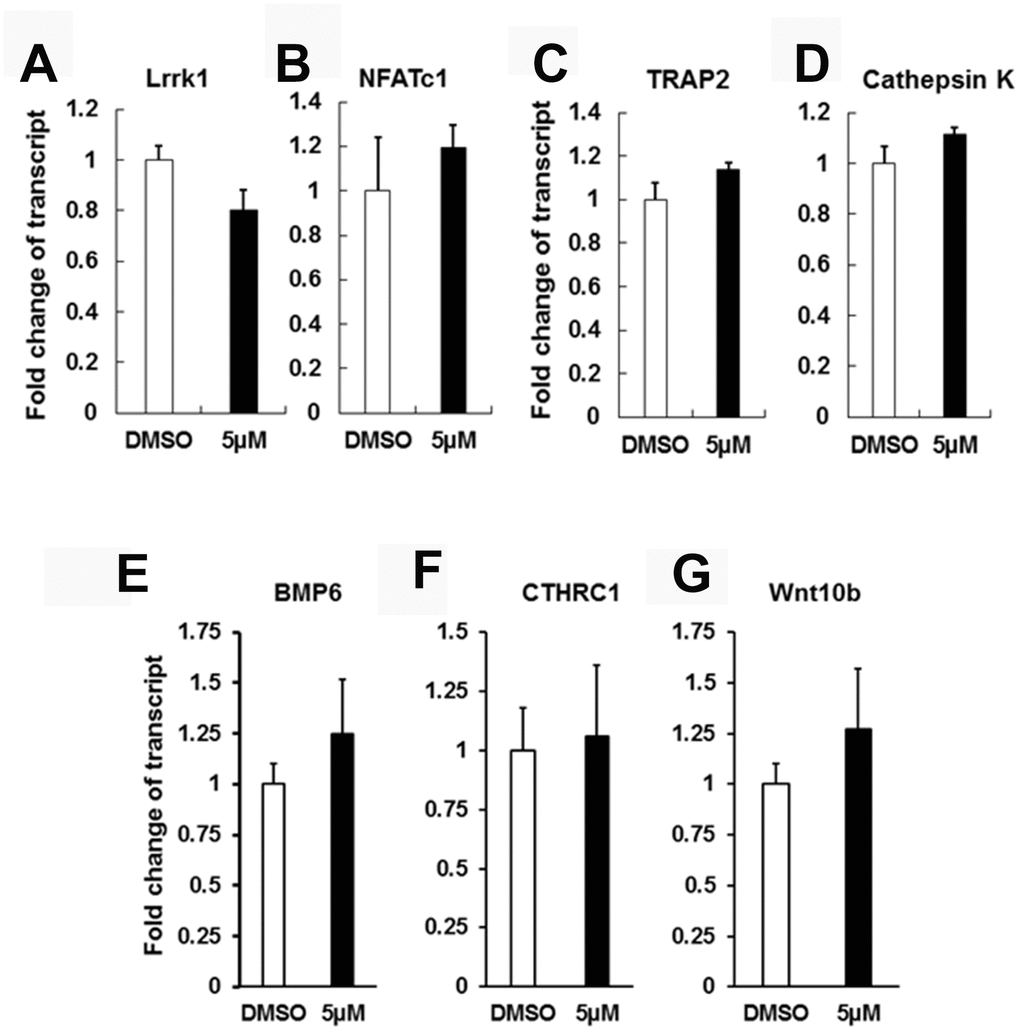 IN04 treatment does not influence osteoclast differentiation and coupling factor expression. Osteoclast precursors derived from C57BL/6J mice were cultured in 6-well plates and differentiated in the presence of DMSO or INO4 for 6–9 days followed by RNA extraction and real-time RT-PCR. Expression levels of endogenous Lrrk1 and osteoclast differentiation markers NFATc1, Acp5, and Cathepsin K, respectively (N=6). Expression levels of osteoclast coupling factors BMP6 (bone morphometric protein 6), CTHRC1 (collagen triple helix repeat containing 1), and Wnt10b (wingless-type MMTV integration site family, member 10B), respectively (N=6). Data are presented as mean ± SEM. P P 