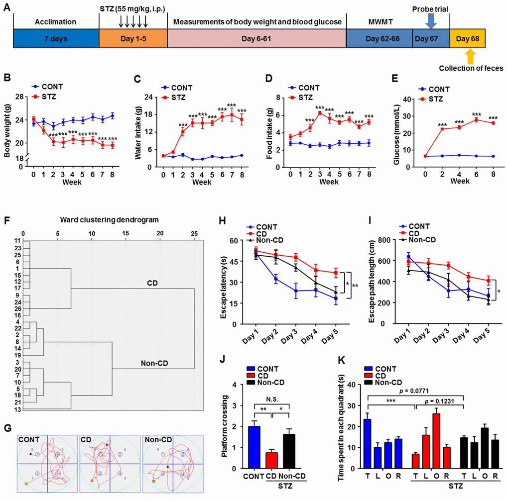 Comparisons of Morris water maze performance among control (CONT), diabetic cognitive dysfunction (CD), and diabetic Non-CD mouse groups. (A) The schedule of the present study. At 7 days after acclimation, mice were intraperitoneally injected with STZ (55 mg/kg) for 5 consecutive days to induce diabetes or with vehicle as a control. Body weight, water and food intake, and blood glucose levels were measured from day 6 to 61. Mice were scheduled for MWM training (4 trials per day) from day 62 to 66 post-STZ, and the probe trial was performed on day 67. On day 68, fecal samples were collected for 16S rRNA gene sequencing. (B) Body weight (two-way ANOVA; Time: F8,56 = 8.446, p 1,7 = 20.46, p 8,56 = 12.34, p C) Water intake (two-way ANOVA; Time: F8,56 = 17.48, p 1,7 = 105.1, p 8,56 = 19.67, p D) Food intake (two-way ANOVA; Time: F8,56 = 5.254, p 1,7 = 108.4, p 8,56 = 5.755, p E) Blood glucose levels (two-way ANOVA; Time: F4,28 = 66.98, p 1,7 = 2376, p 4,28 = 79.15, p F) Dendrogram of hierarchical clustering analysis. A total of 26 mice confirmed as diabetic following STZ injection were divided into CD and Non-CD groups according to MWM performance indices using hierarchical clustering analysis. (G) Representative trace graphs of CONT, CD, and Non-CD group swim paths in the MWM. (H) Escape latency (two-way ANOVA; Time: F4,28 = 23.09, p 2,14 = 14.84, p 8,56 = 1.57, p > 0.05). (I) Escape path length (two-way ANOVA; Time: F4,28 = 14.36, p 2,14 = 15.74, p 8,56 = 1.292, p > 0.05). (J) Platform crossings (one-way ANOVA; F2,21 = 7.373, p K) Time spent in each quadrant (two-way ANOVA; Time: F3,21 = 5.917, p 2,14 = 0.9345, p > 0.05; Interaction: F6,42 = 5.618, p P P P 