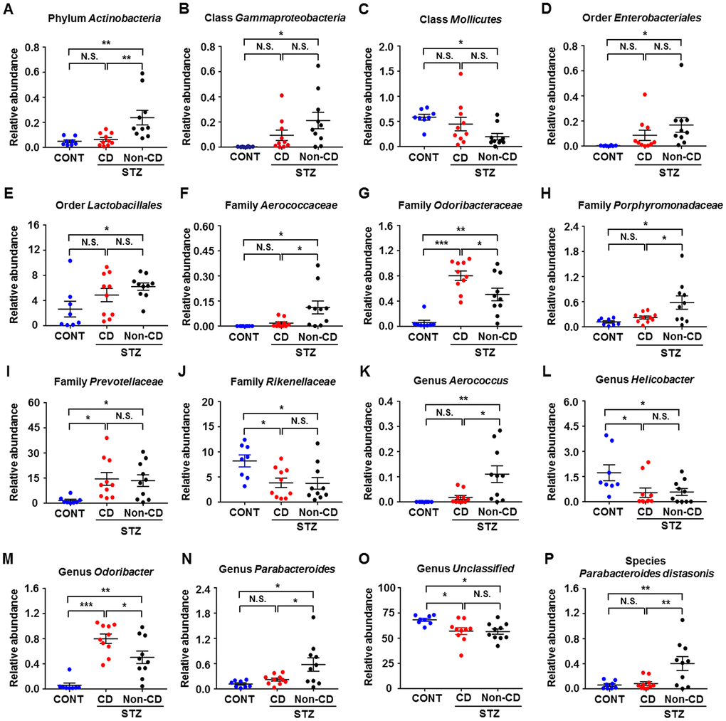 Differences in the relative abundance of various gut microbes among CONT, CD, and Non-CD mice. (A–P) Relative abundances of (A) phylum Actinobacteria (one-way ANOVA; F2,25 = 7.958, p B) class Gammaproteobacteria (one-way ANOVA; F2,25 = 4.597, p C) class Mollicutes (one-way ANOVA; F2,25 = 4.035, p D) order Enterobacteriales (one-way ANOVA; F2,25 = 3.385, p = 0.05), (E) order Lactobacillales (one-way ANOVA; F2,25 = 3.277, p > 0.05), (F) family Aerococcaceae (one-way ANOVA; F2,25 = 6.019, p G) family Odoribacteraceae (one-way ANOVA; F2,25 = 20.67, p H) family Porphyromonadaceae (one-way ANOVA; F2,25 = 5.597, p I) family Prevotellaceae (one-way ANOVA; F2,25 = 4.528, p J) family Rikenellaceae (one-way ANOVA; F2,25 = 4.938, p K) genus Aerococcus (one-way ANOVA; F2,25 = 7.863, p L) genus Helicobacter (one-way ANOVA; F2,25 = 4.135, p M) genus Odoribacter (one-way ANOVA; F2,25 = 20.78, p N) genus Parabacteroides (one-way ANOVA; F2,25 = 5.597, p O) genus Unclassified (one-way ANOVA; F2,25 = 5.114, p P) species Parabacteroides distasonis (one-way ANOVA; F2,25 = 7.235, p P P P 