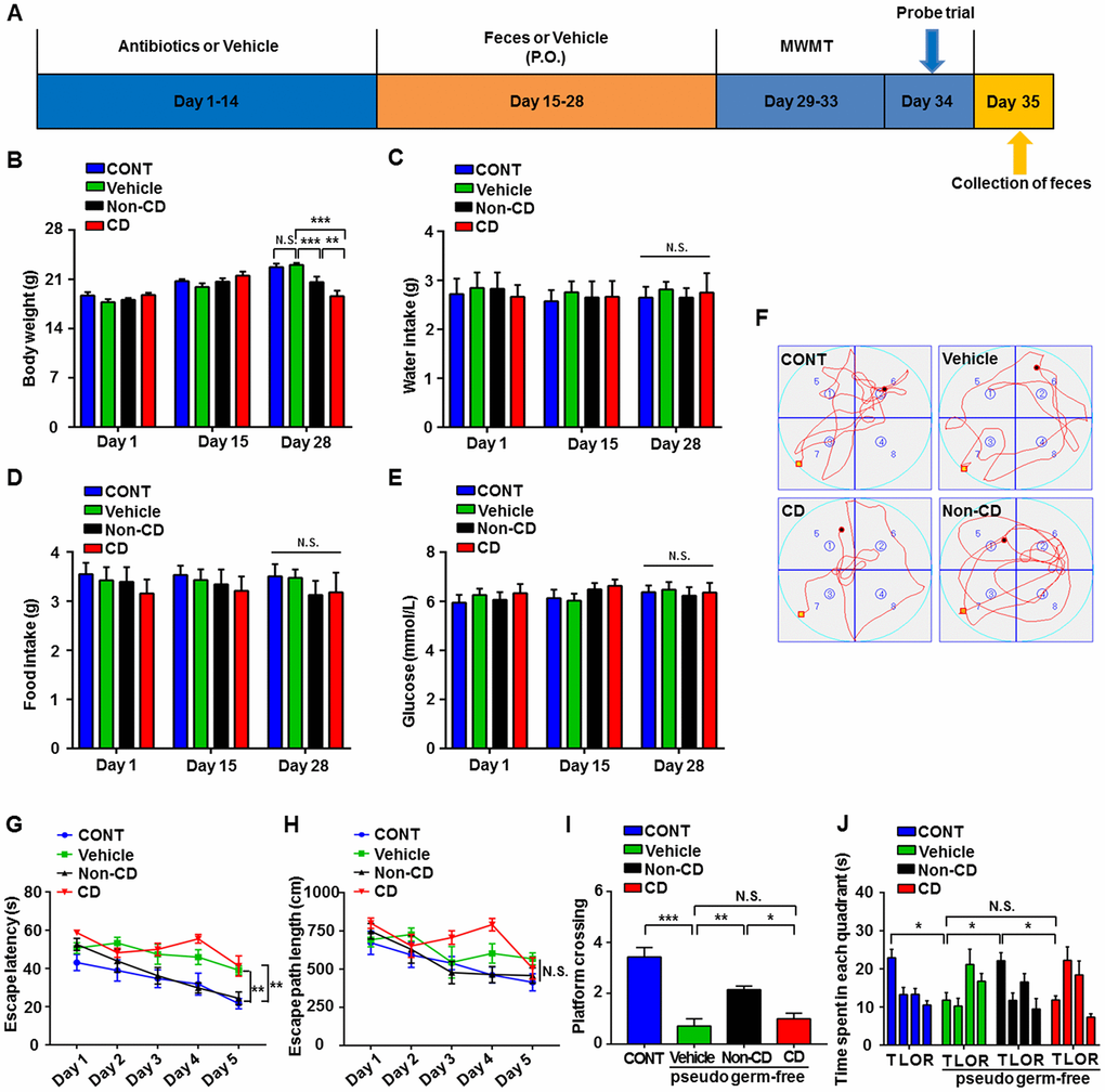 Effects of fecal microbiota transplantation from CD and Non-CD mice on MWM performance by pseudo-germ-free mice. (A) Schedule for evaluation of MWM performance by pseudo-germ-free (host) mice transplanted with gut bacteria from diabetic mice. Host mice were treated with large doses of antibiotic solution for 14 consecutive days, and then orally treated with fecal microbiota from CD or Non-CD mice. MWM training trials were conducted from day 29 to 33, and the probe trial was performed on day 34. On day 35, fecal samples were collected for 16S rRNA gene sequencing. (B) Body weight (two-way ANOVA; Time: F2,12 = 76.89, p 3,18 = 1.455, p > 0.05; Interaction: F6,36 = 13.85, p C) Water intake (two-way ANOVA; Time: F2,10 = 1.016, p > 0.05; Group: F3,15 = 0.074, p > 0.05; Interaction: F6,30 = 0.133, p > 0.05). (D) Food intake (two-way ANOVA; Time: F2,10 = 0.319, p > 0.05; Group: F3,15 = 0.367, p > 0.05; Interaction: F6,30 = 0.445, p > 0.05). (E) Blood glucose levels (two-way ANOVA; Time: F2,12 = 0.433, p > 0.05; Group: F3,18 = 0.582, p > 0.05; Interaction: F6,36 = 0.357, p > 0.05). (F) Representative trace graphs of mouse swim paths in the MWM. (G) Escape latency (two-way ANOVA; Time: F4,24 = 16.13, p 3,18 = 16.9, p 12,72 = 1.462, p > 0.05). (H) Escape path length (two-way ANOVA; Time: F4,24 = 10.09, p 3,18 = 4.763, p 12,72 = 1.679, p > 0.05). (I) Platform crossings (one-way ANOVA; F3,24 = 21.4, p J) Time spent in each quadrant (two-way ANOVA; Time: F3,18 = 4.359, p 3,18 = 6.379, p 9,54 = 4.466, p P P P 