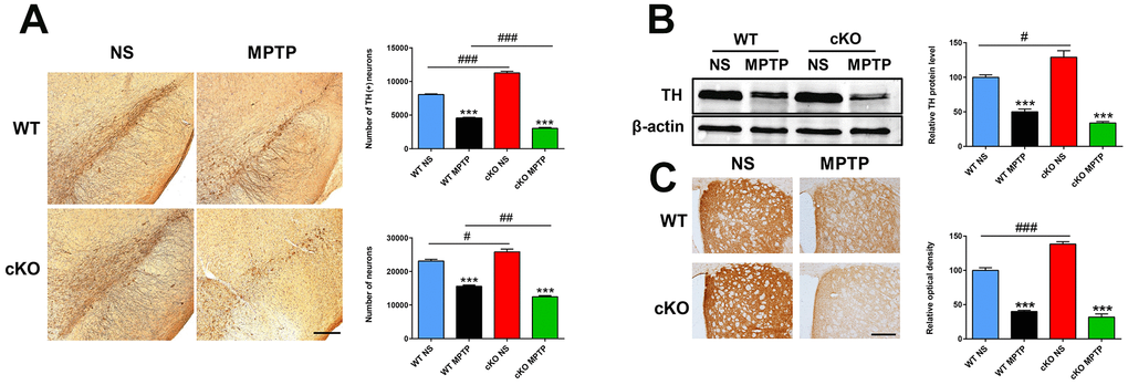 NRSF deficiency aggravates early damage in the nigrostriatal pathways induced by MPTP. (A) Immunohistochemical staining of TH in the substantia nigra at 7 days after saline or MPTP injection. Scale bar: 200 μm. Statistics for TH- and Nissl-positive neurons are shown in the right panel. N = 5-6. (B) Western blot analysis of TH expression in the striatum. Quantification of relative TH expression is shown in the right panel. N = 4. (C) Immunohistochemical staining of TH in the striatum. Scale bar: 200 μm. Densitometric analysis of TH staining is shown in the lower right panel. N = 4. All data are means ± SEM. Differences were analyzed by one-way ANOVA. ***p p pp 