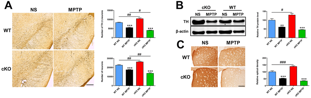 NRSF deficiency potentiates late damage in the nigrostriatal pathways induced by MPTP. (A) Immunohistochemical staining of TH in the substantia nigra at 42 days after saline or MPTP injection. Scale bar: 200 μm. Statistics for TH- and Nissl-positive neurons are shown in the right panel. N = 4. (B) Western blot analysis of TH levels in the striatum. Quantification of relative TH expression is shown in the right panel. N = 4. (C) Immunohistochemical staining of TH in the striatum. Scale bar: 200 μm. Densitometric analysis of TH staining is shown in the lower right panel. N = 4. Data are means ± SEM. Data were analyzed by one-way ANOVA. **p p p p p 