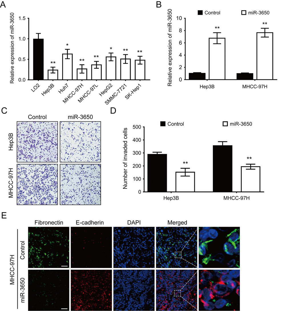 Forced expression of miR-3650 inhibits HCC migration and EMT in vitro. (A) Relative expression of miR-3650 in HCC cell lines (Hep3B, Huh7, MHCC-97H, MHCC-97L, HepG2, SMMC-7721 and SK-Hep1) compared with that of the immortalized liver cell line LO2. Data was presented as expression fold change relative to LO2. (B) RT-PCR analysis of miR-3650 mRNA levels in Hep3B and MHCC-97H cells transfected with miR-3650 mimics or control mimics. (C) and (D) Representative images and quantification of migration of Hep3B and MCHH-97H cells after miR-3650 overexpression by transwell assays. (E) Representative images of immunofluorescence micrographs of the localization and expression of Fibronectin (green) and E-cadherin (red). Nuclei were counterstained with DAPI (blue). Scale bars represent 50 μm. For all quantitative results, the data are presented as the mean ± SD from three independent experiments. * P P 