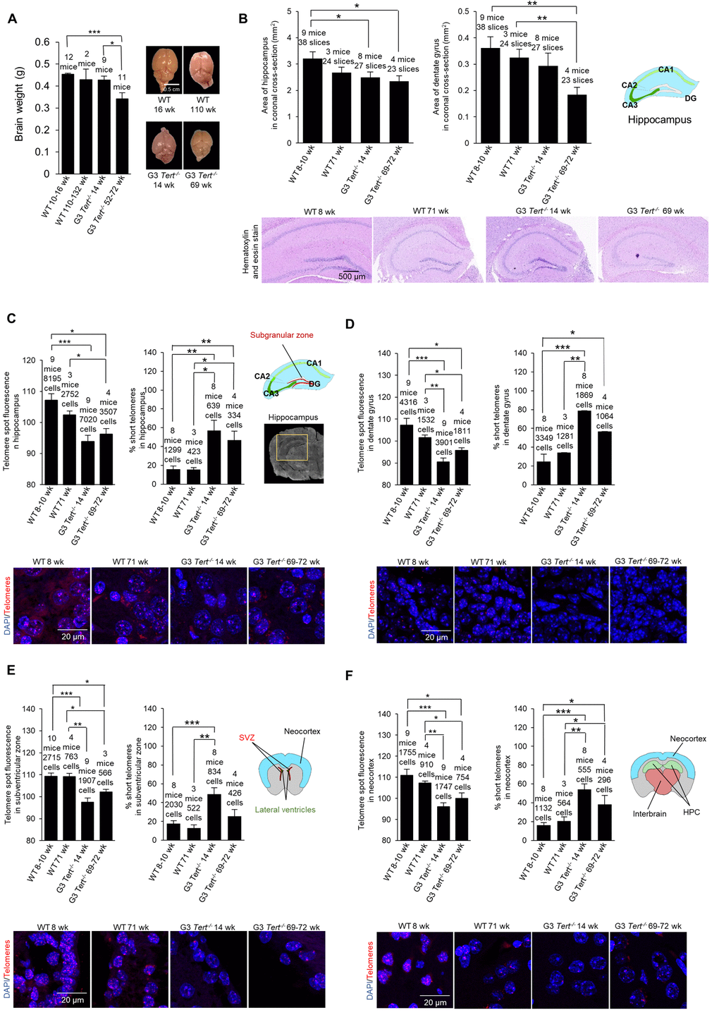 Mice deficient for telomerase have smaller brains, shorter telomeres, more proliferation, more DNA damage, and less neurogenesis. (A) Brain weight and representative images of young and old wild-type and G3 Tert-/- mice. (B) Area of hippocampus and dentate gyrus in untreated mice quantified from representative images of brain sections stained with hematoxylin and eosin. (C) Q-FISH for telomere spot fluorescence measured in the hippocampus, (D) the dentate gyrus specifically, (E) the subventricular zone, and (F) the neocortex. The mean telomere spot fluorescence is shown. The percentage of short telomeres is also shown with “short” being defined as a fluorescence intensity less than the 15th percentile of the fluorescence intensity values of a control sample. Cartoon diagrams label the different regions of the brain. In part (C), A scan of a coronal brain cross-section without fluorescence is shown with the hippocampus region highlighted in yellow. Representative images show the telomere spots labeled with Cy3-Tel probe (in red), and nuclei stained with DAPI (blue).