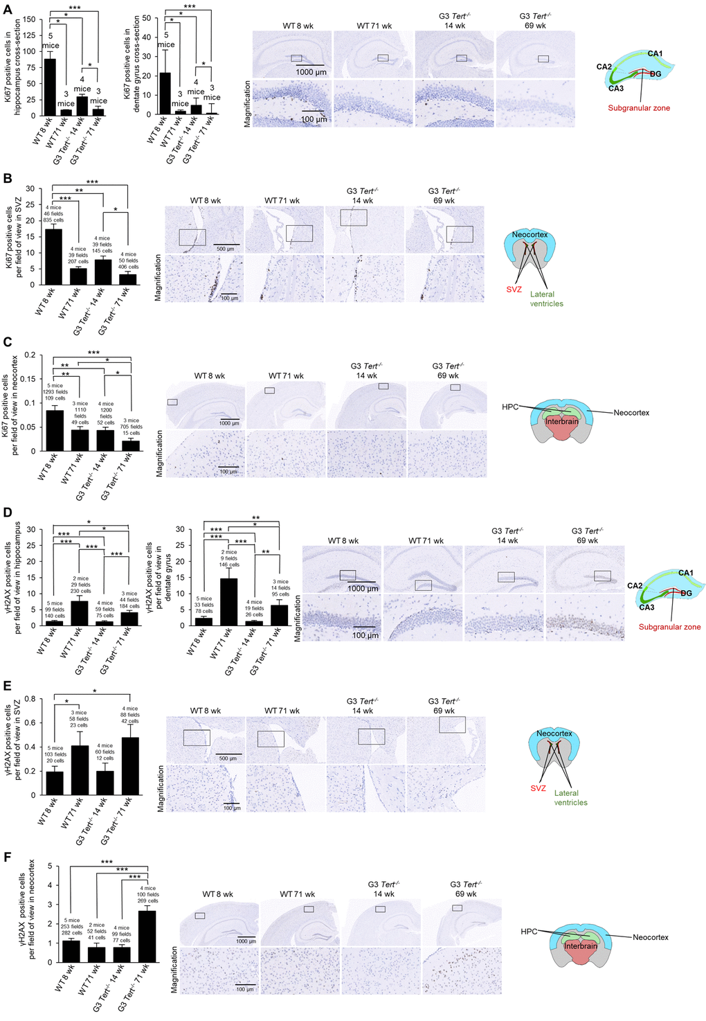 Immunohistochemistry of Ki67 and γH2AX in the brain. (A-F) The quantification and representative images of the immunohistochemistry for positive cells per field of view for (A-C) Ki67, and (D-F) γH2AX in brain regions such as the hippocampus, dentate gyrus, subventricular zone (SVZ) of the lateral ventricle anterior to the hippocampus level, and the neocortex. The data is shown for young and old wild-type and G3 Tert-/- mice. Data represent the mean ±SE of analyzed mice within each group. For the histopathology results, the number of mice analyzed per group is indicated, as well as the number of fields of view, and the number of positive cells. The t-test was used for statistical analysis. *p