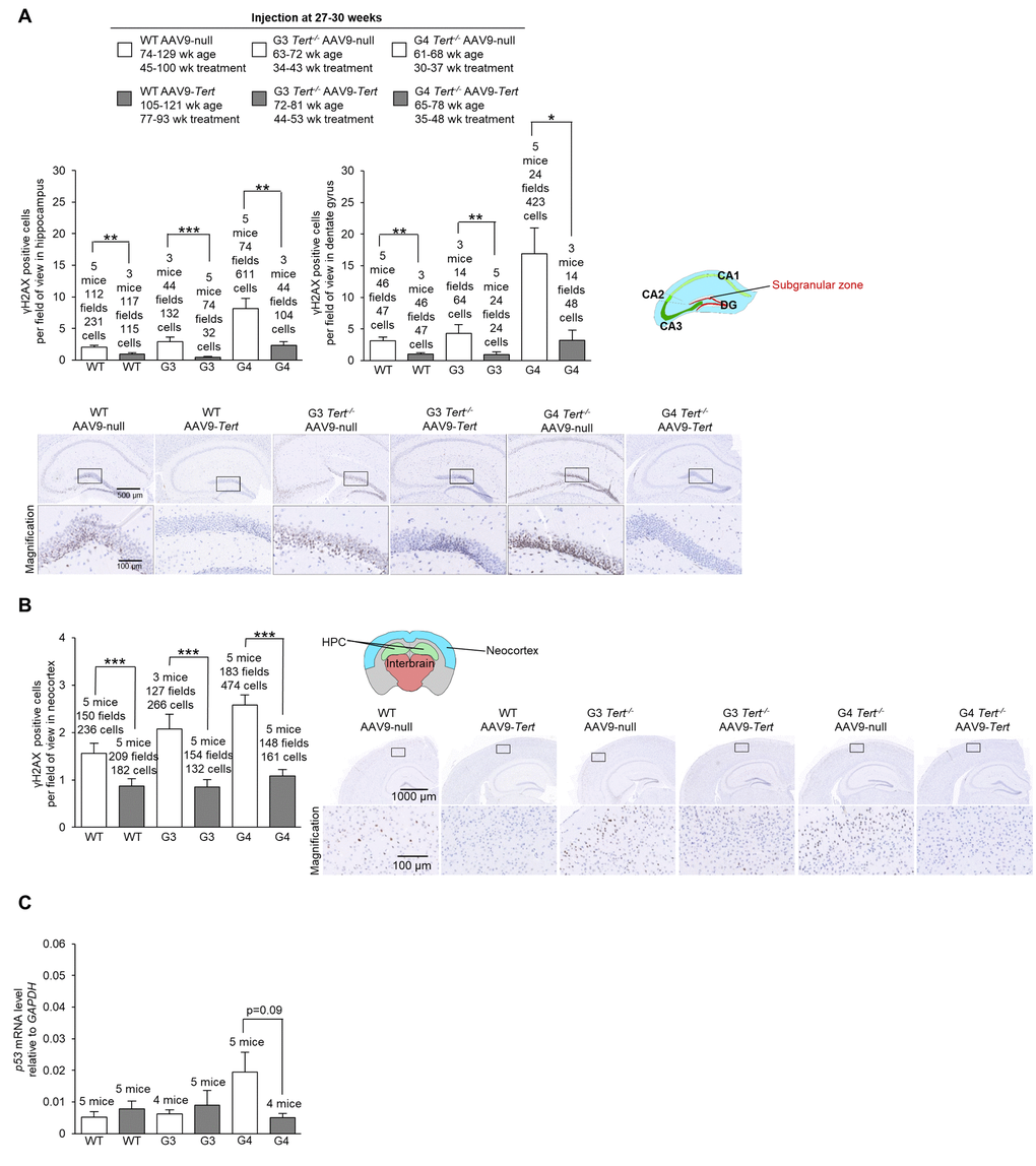 Treatment with AAV9-Tert results in less DNA damage in the brain. (A-B) Quantification and representative images of the histopathology for γH2AX in the (A) hippocampus, (A) dentate gyrus, and (B) neocortex for the cohort of mice (wild-type, G3 Tert-/-, and G4 Tert-/- mice) injected with 2E12 vg of AAV9-Tert or AAV9-null. (C) The level of Trp53 mRNA in the brain as measured by qPCR relative to GAPDH at the humane endpoint. Data represent the mean ±SE of analyzed mice within each group. The number of mice analyzed per group is indicated. The t-test was used for statistical analysis. *p