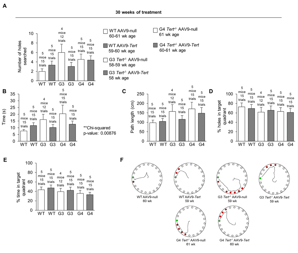 Treatment with AAV9-Tert improves memory in the Barnes maze test. (A-E) Quantification of the performance in the Barnes maze test after 30 weeks of treatment for (A) number of holes searched before reaching the goal box, (B) time required to reach the goal box, (C) path length used to reach the goal box, (D) the percent of holes searched in the target quadrant, and (E) the percent time spent searching in the target quadrant. (F) Representative paths of the mice on the Barnes maze table after 30 weeks of treatment. Data represent the mean ±SE of analyzed mice within each group. The number of mice analyzed per group is indicated.