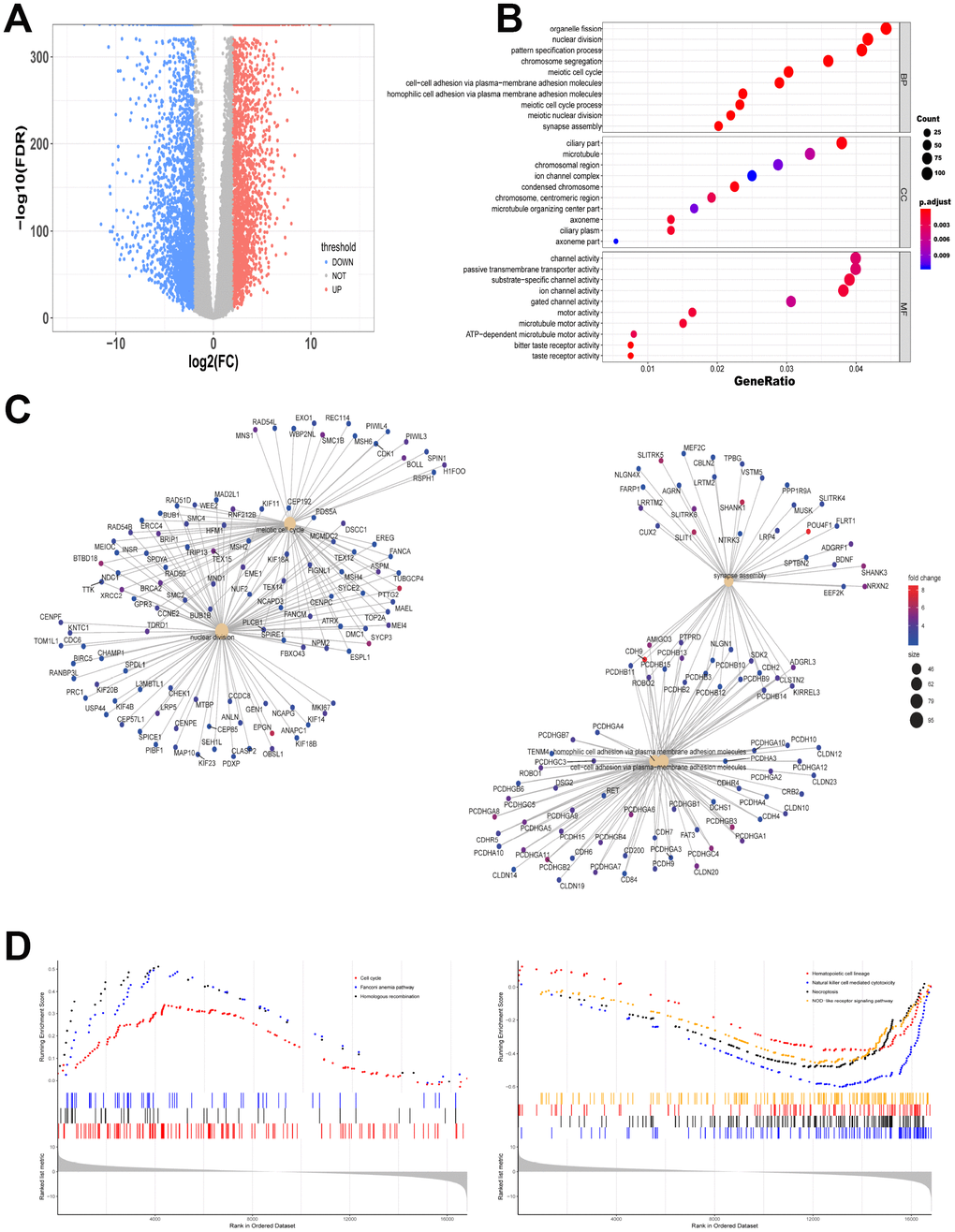 Different gene expression from data between TCGA and GTEx is analyzed. (A) Volcano map of significantly different expression of mRNAs. Red spots represent up-regulated genes, and blue spots represent down-regulated genes. (B) Information from up-regulated genes was applied to GO analysis in BP, CC and MF. (C) Gene symbols and interaction of the significantly up-regulated mRNAs in BP were shown. (D) KEGG-GSEA was applied for signaling pathway analysis.