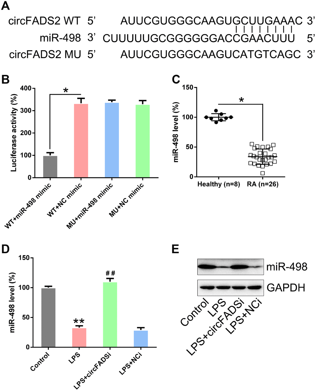 circFADS2 targets miR-498. (A) Bioinformatic analysis indicating that miR-498 has a circFADS2 binding site. (B) DLRA was performed following co-transfection of chondrocytes with a luciferase reporter containing either a WT (wild-type) or MU (mutant) circFADS2 and a miR-498 mimic. (C) qPCR analysis showing the decreased miR-498 expression levels in RA patients. (D) Chondrocytes were transfected with si-circFADS2 or si-NC and then treated with LPS. qPCR analysis was used to measure the miR-498 levels in each group. (E) Quantification of miR-498 and GAPDH mRNA by northern blot analysis. *P # P 