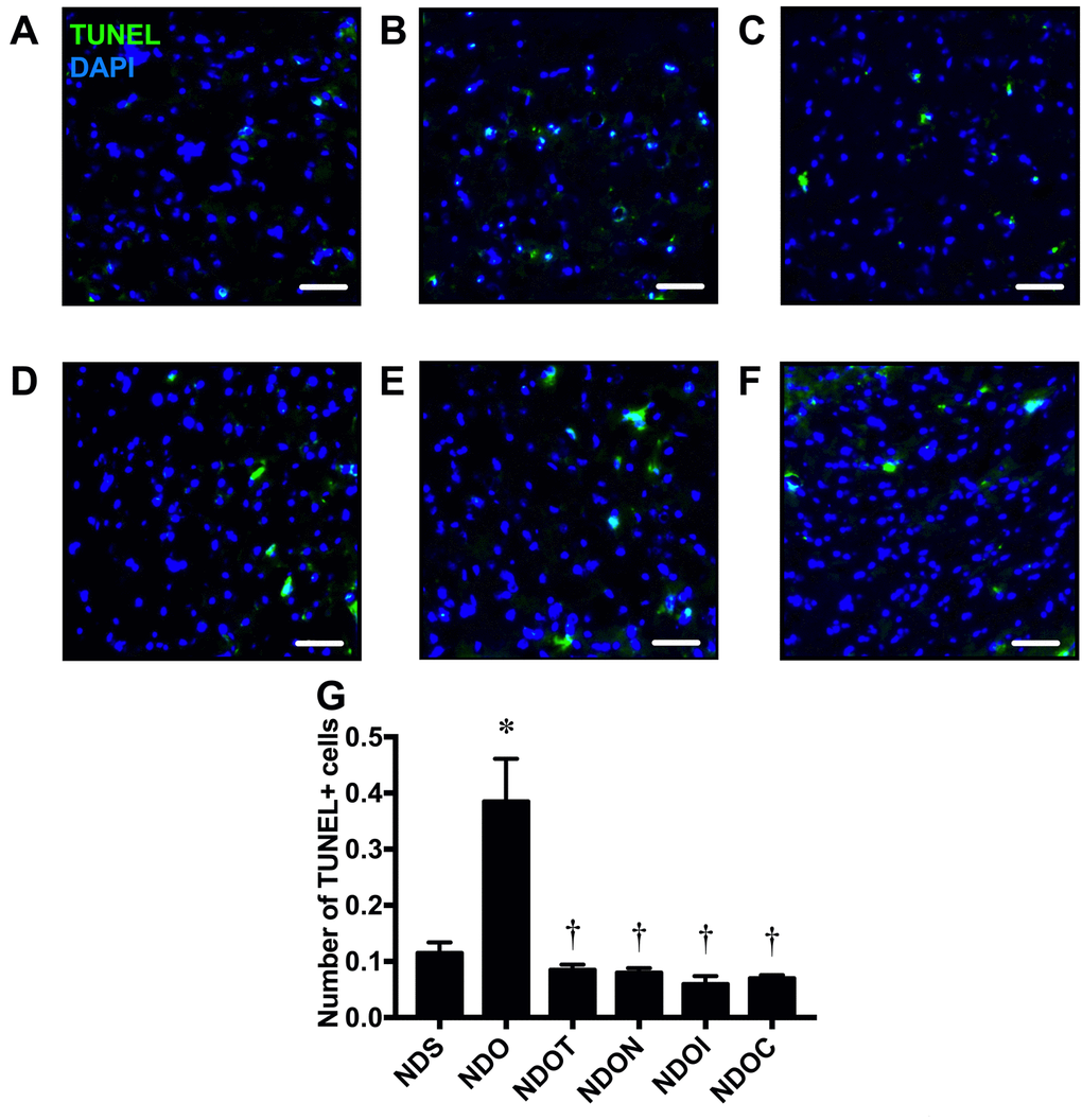 The effects of NAC, inulin and the combined therapy on hippocampal apoptosis in rats with testosterone deprivation. (A-F) Representative images of TUNEL positive cells and DAPI immunofluorescence under confocal microscopy at CA1 of the hippocampus of NDS, NDO, NDOT, NDON, NDOI, and NDOC respectively (scale bar = 50 µm). (G) Hippocampal apoptosis as indicated by the co-localization of the number of hippocampal TUNEL positive cells and DAPI. NDS: rats with sham operation; NDO: rats with orchiectomy; NDOT: rats with orchiectomy receiving testosterone replacement; NDON: rats with orchiectomy receiving NAC treatment; NDOI: rats with orchiectomy receiving inulin treatment; NDOC: rats with orchiectomy receiving the combined therapy (the combination of NAC and inulin) (N=6 of each group) *p