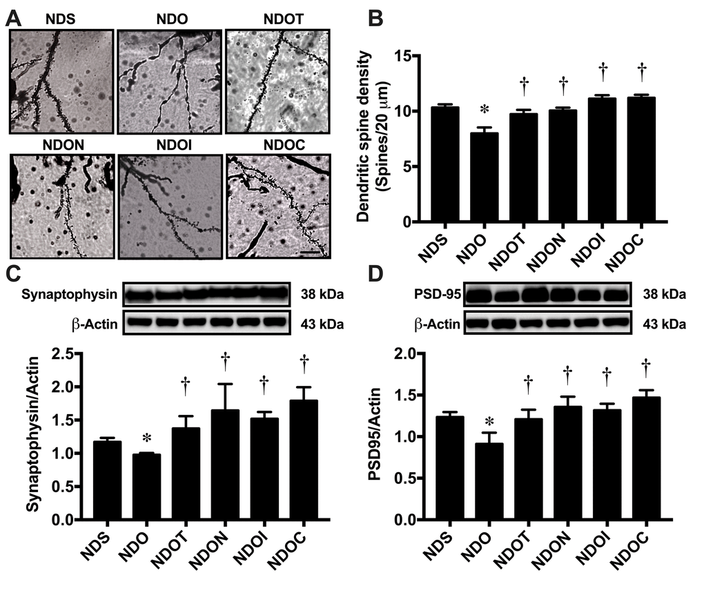 The effects of NAC, inulin and combined therapy on hippocampal plasticity in rats with testosterone deprivation. (A) Representative images of dendritic spines under microscopy at CA1 of the hippocampus of NDS, NDO, NDOT, NDON, NDOI, and NDOC respectively (scale bar = 20 µm). (B) Mean dendritic spine density. (C) Upper pane: representative immunoblotting images of synaptophysin relative to actin expression. Lower panel: the expression of hippocampal synaptophysin protein relative to actin. (D) Upper panel: representative immunoblotting images of PSD95 relative to actin expression. Lower panel: the expression of hippocampal PSD95 protein relative to actin. NDS: rats with sham operation; NDO: rats with orchiectomy; NDOT: rats with orchiectomy receiving testosterone replacement; NDON: rats with orchiectomy receiving NAC treatment; NDOI: rats with orchiectomy receiving inulin treatment; NDOC: rats with orchiectomy receiving the combined therapy (the combination of NAC and inulin) (N=6 of each group). *p