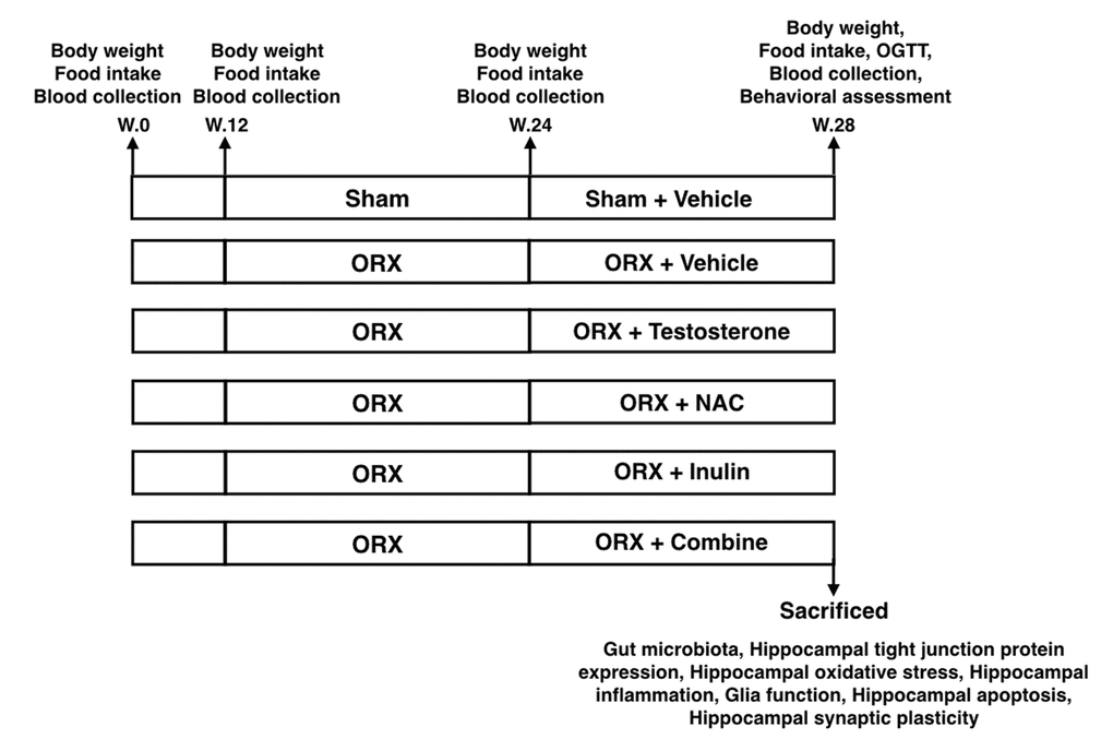 The experimental protocol of the study OGTT: Oral glucose tolerance test; ORX: bilateral orchiectomy, Combine: the combination of NAC and inulin.