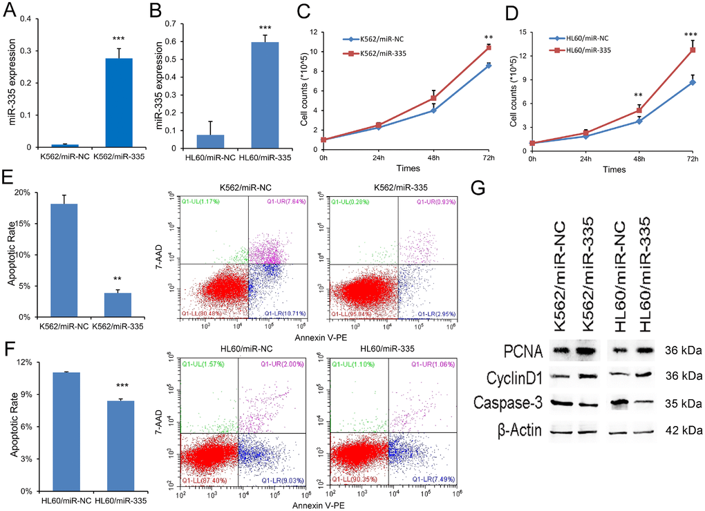 MiR-335 exhibited pro-proliferative and anti-apoptotic effects in leukemic cell-lines. (A–B) Confirmation of miR-335 expression after miR-335 transfection. MiR-335 expression was significantly upregulated after miR-335 transfection in both K562 and HL60 cell-lines. (C–D) The effect of miR-335 overexpression on cell proliferation. Overexpression of miR-335 significantly increased the proliferation ability in K562 and HL60 cell-lines. (E–F) The effect of miR-335 overexpression on cell apoptosis. Overexpression of miR-335 significantly decreased the apoptosis ratio in K562 and HL60 cell-lines. (G) The expression of proliferation-related proteins (PCNA and Cyclin D1) and apoptosis-related proteins (Caspase-3) affected by miR-335 overexpression. The expression of proliferation-related proteins (PCNA and Cyclin D1) was increased, whereas the apoptosis-related proteins (Caspase-3) expression was decreased after miR-335 overexpression in K562 and HL60 cell-lines. *, PPP