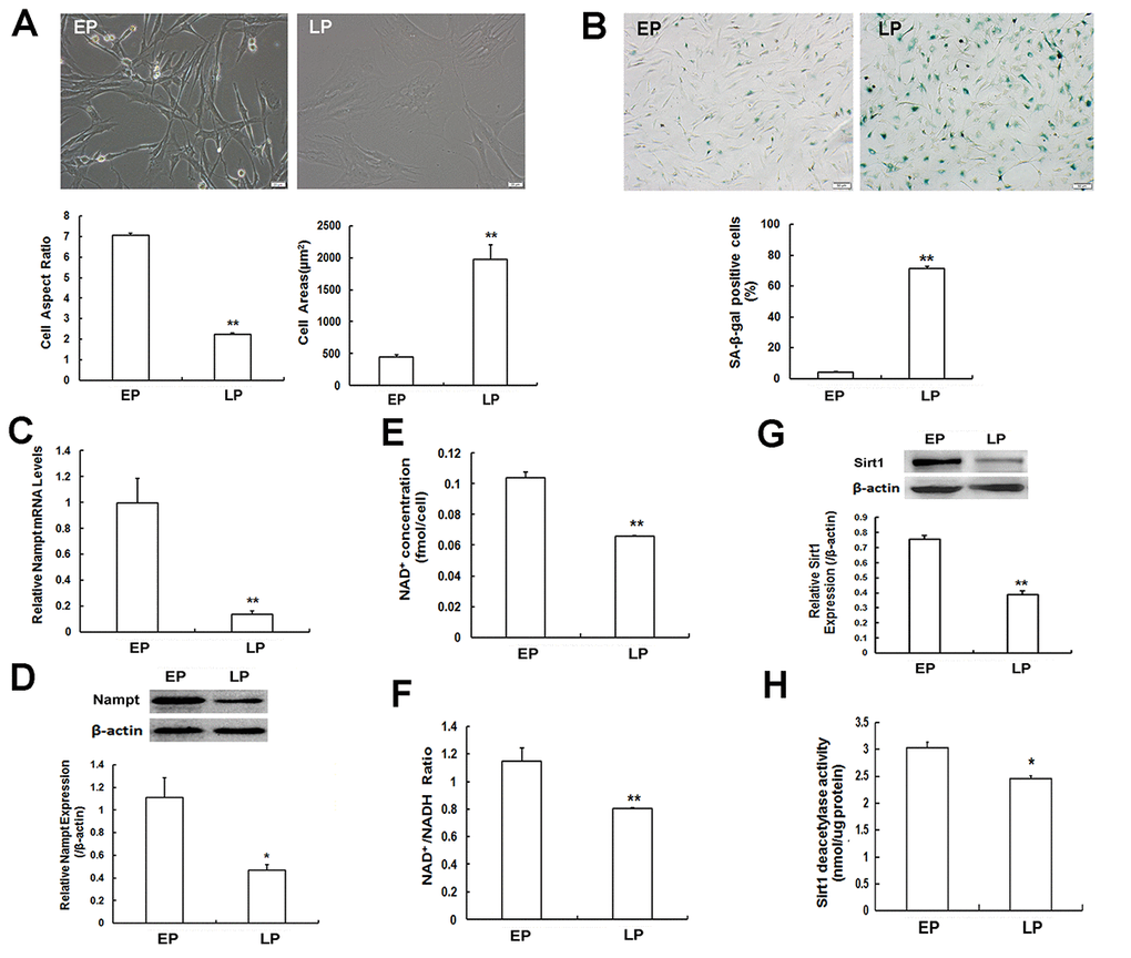 Senescence-associated variations in mesenchymal stem cells (MSCs) and measurement of Nampt expression and NAD+-Sirt1 signaling. (A) Morphological characteristics of young MSCs at early passage (EP, P3) and replicative senescent MSCs at late passages (LP, P10) (Scale bar = 20 μm) and analysis of cell aspect ratio and cell surface area. (B) SA-β-gal staining (scale bar = 50 μm) and quantitative analysis of SA-β-gal-positive cells. (C) Nampt mRNA expression determined by RT-qPCR. (D) Nampt protein expression determined by western blotting. (E, F) Detection of intracellular NAD+ concentration (E) and NAD+/ NADH ratio (F). (G, H) Sirt1 protein expression evaluated by western blotting (G) and detection of Sirt1 deacetylase activity (H); n = 3 independent experiments. *P P 