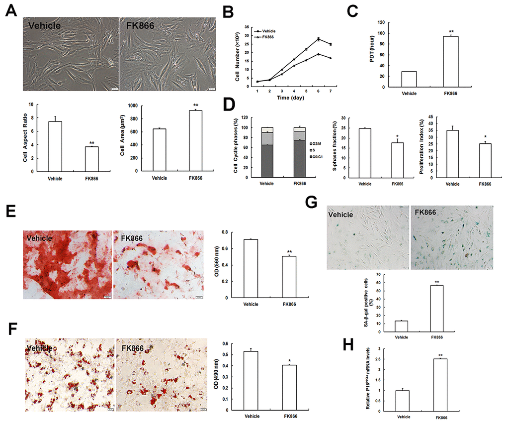 The specific Nampt inhibitor FK866 induces cellular senescence. (A) Morphological appearance (scale bar = 20 μm) and quantification in young EP MSCs (P3) when treated with FK866. (B) Cell growth curves. (C) Population doubling time (PDT). (D) Evaluation of cell cycle by flow cytometry, and analysis of S-phase fraction (SPF) and proliferation index (PI). (E) Osteogenic differentiation of MSCs determined by Alizarin Red S staining (scale bar = 50 μm). (F) Adipogenic differentiation of MSCs determined by Oil red O staining (Scale bar = 20 μm). (G) SA-β-gal staining of MSCs (scale bar = 50 μm) and quantification. (H) mRNA expression of the senescence marker p16INK4a; n = 3 independent experiments. *P **P 