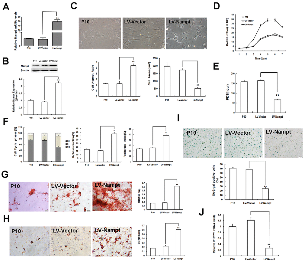 Nampt overexpression alleviates MSC senescence. (A) Nampt mRNA expression determined by RT-qPCR in senescent LP MSCs (P10) after Nampt overexpression. (B) Nampt protein expression examined by western blotting. (C) Cellular morphology (scale bar = 20 μm) and quantification. (D) Logarithmic proliferation in Nampt-overexpressing MSCs. (E) Cell population doubling time (PDT). (F) Detection and analysis of cell cycle. (G) Observation of osteogenesis (scale bar = 50 μm) and quantification. (H) Observation of adipogenesis (scale bar = 20 μm) and quantification. (I) SA-β-gal staining (scale bar = 50 μm) and quantification. (J) Gene expression of the senescence-related factor p16INK4a; n = 3 independent experiments. *P **P 