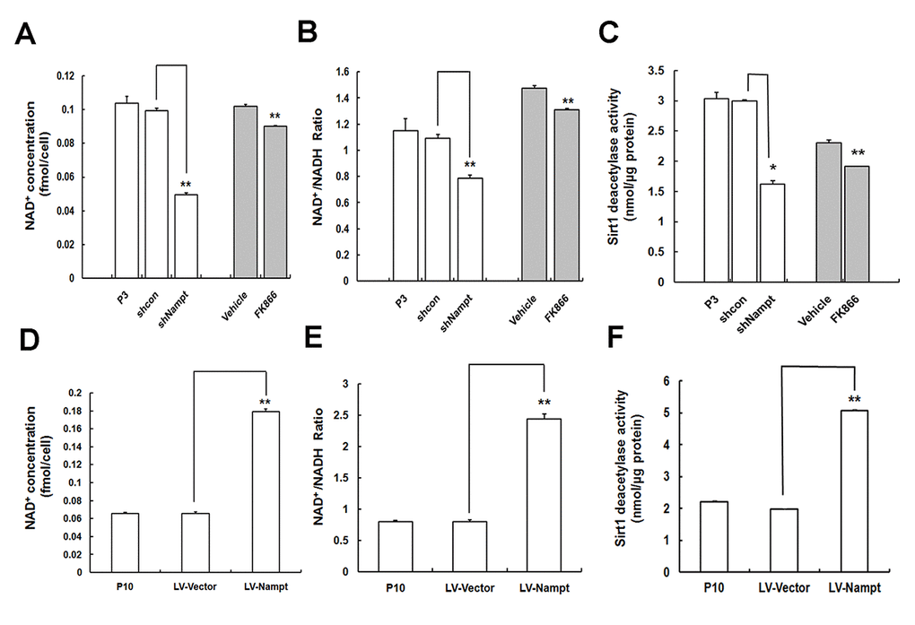 Nampt regulation on MSC senescence is linked to the NAD+–Sirt1 signaling pathway. (A, B, C) Intracellular NAD+ content (A) NAD+/ NADH ratio (B) and Sirt1 deacetylase activity (C) were measured when Nampt was suppressed by either FK866 treatment or gene silencing. (D, E, F) Effect of Nampt overexpression on intracellular NAD+ content (D) and NAD+/ NADH ratio (E), as well as Sirt1 deacetylase activity (F); n = 3 independent experiments. *P **P 