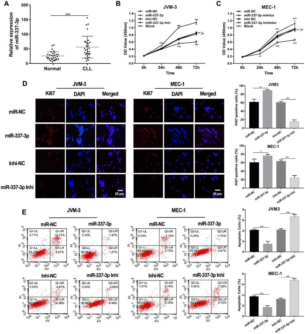 Expression and functions of miR-337-3p in CLL. (A) Relative expression levels of miR-337-3p in PBMC samples from thirty treatment-naïve CLL patients and thirty normal donors. (B, C) CCK8 assay was performed to assess the influence of miR-337-3p on CLL cells proliferation. (D) IF assay analyzed the proliferative viability of JVM-3 and MEC-1 after transfected with miR-337-3p mimics and inhibitor and ki67-positive cells rate were calculated. (E) Cell apoptosis was detected by FCM to verify the effects of miR-337-3p and the percentage of apoptotic cells was quantified. Three biological replicates were performed per condition and mean values ± SD are displayed (*P 