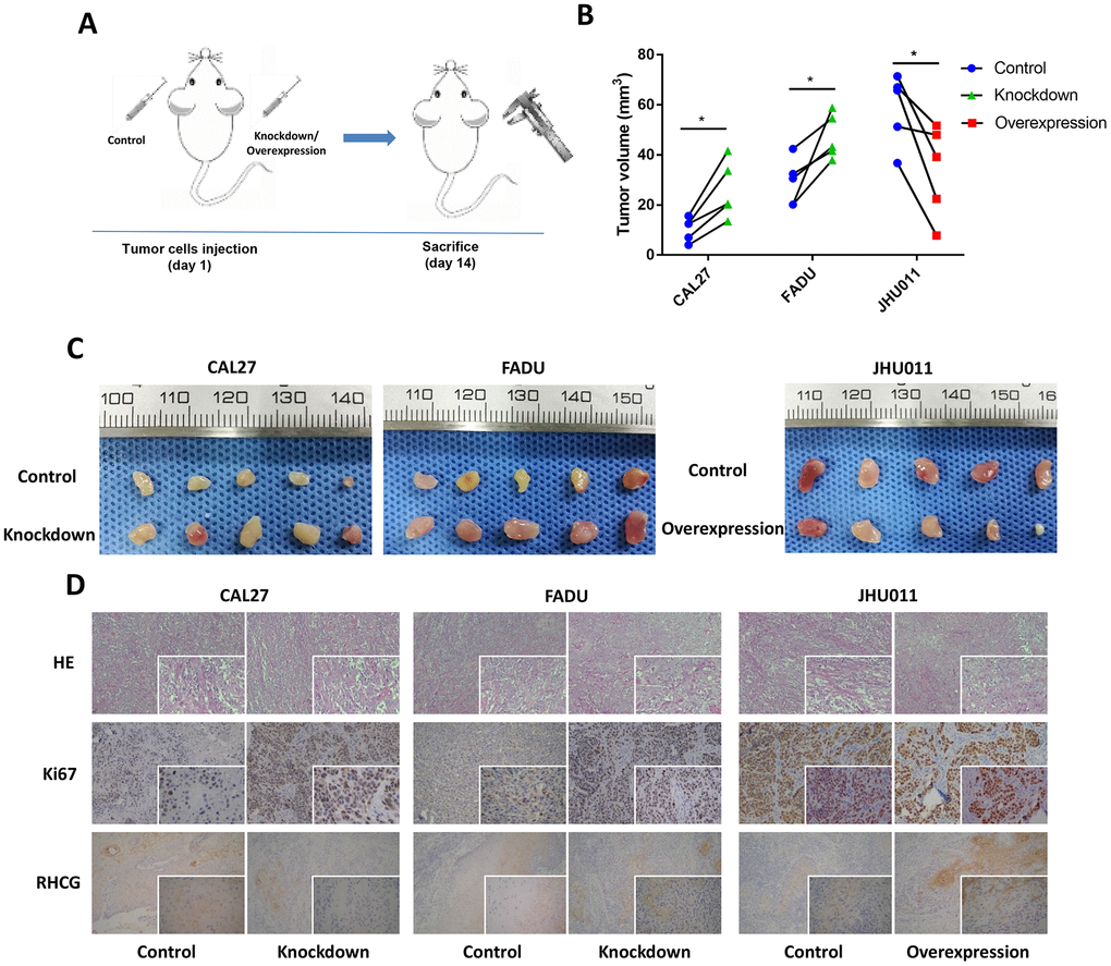 Effects of RHCG on tumor growth in vivo. (A) Diagram of in vivo assay procedure; (B) Tumor volumes, measured at experiment endpoints in in control and RHCG knockdown or overexpression xenografts (n = 5 for each group). (C) Tumor images at experimental endpoints in control and RHCG knockdown or overexpression xenografts (n = 5 for each group). (D) The tumor sections were under H&E staining and IHC staining using antibodies against ki-67 and RHCG. Bar graphs (mean ± SD) and representative images are shown. *P 