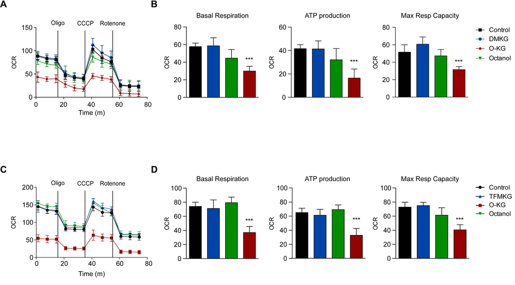 Influence of α-ketoglutarate precursors on mitochondrial metabolism (A-D) O-KG, but not DMKG and TFMKG, inhibits mitochondrial respiration. U2OS cells were incubated for 6 h in presence or absence of DMKG (A, B), TFMKG (C, D), O-KG and octanol (A-D); after pre-incubation with distinct α-ketoglutarate precursors, oxygen consumption rate (OCR) was monitored in a Seahorse XF analyzer upon injection of the complex V inhibitor oligomycin (Oligo), the uncoupler carbonyl cyanide 3-chlorophenylhydrazone (CCCP) and the complex I inhibitor rotenone at the concentrations indicated in the Experimental Procedure section. Mitochondrial function was evaluated as basal respiration (B, D, left panel), ATP production (B, D, middle panel) and maximal respiratory capacity (B, D, right panel). Data are depicted as mean ± S.D. (one representative experiment, n=3). *** p t test)