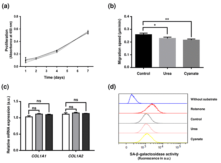 Effect of intracellular protein carbamylation on cell function and senescence. Confluent fibroblasts were incubated for 4 weeks at 37°C with DMEM + 0.5% (v/v) FBS without (control conditions) or with 20 mmol/L urea or 0.5 mmol/L cyanate. (a) Proliferation: cells were then seeded in 96-well plates at a density of 1,500 cells per well and incubated for 1, 2, 4 and 7 days with DMEM with 10% (v/v) FBS and carbamylating agents. Cell number was evaluated using a WST-1 assay by measuring absorbance at 450 nm. The data presented are means ± SEM (n=6) compared using the Mann-Whitney U test. No significant difference was found between the three conditions (control: dotted line,•; urea: grey line ■; cyanate: black line, ■). (b) Cell migration: cells were seeded in 24-well plates at a density of 15,000 cells per well and incubated for 24h at 37°C with DMEM containing 0.5% (v/v) FBS. Pictures of cells were taken every 30 min over the incubation period and each cell (n=58) was followed separately in order to calculate the migration speed. The data are presented as means ± SEM compared using the Mann-Whitney U test (*:pc) Expression of type I collagen mRNAs: at the end of the 4 weeks-incubation, RNA was isolated from confluent cells and then submitted to RT-qPCR analysis for evaluating the expression of COL1A1 and COL1A2 genes. Data represent the relative mRNA expression normalized to EEF1A1 gene and are expressed as means ± SEM (n=4). The Mann-Whitney U test was used to compare the three conditions: control (open bars), urea (grey bars) and cyanate (black bars). ns: not significant. (d) Senescence: cell senescence was determined by measuring the SA-β-galactosidase activity using a C12FDG fluorogenic substrate and by detection of senescent cells by flow cytometry. Each plot represents the results of 20,000 events acquired per condition. Incubation of cells with rotenone was used as a positive control of cell senescence whereas a negative control without addition of the fluorogenic substrate was performed.