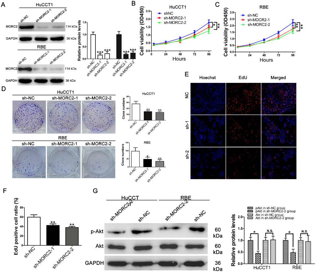 Knockdown of MORC2 suppresses CCA cells proliferation in vitro. (A) MORC2 protein levels in stable HuCCT1 and RBE cells. Each cell line was divided into the following three groups: the sh-NC group (cells infected with Lv-sh-CTRL), the sh-MORC2-1 group (cells infected with Lv-sh-MORC2-1) and the sh-MORC2-2 group (cells infected with Lv-sh-MORC2-2). (B–C) Cell Counting Kit-8 assay of cell proliferation in MORC2 stable knockdown HuCCT1 and RBE cells; cell viability was determined at 24, 48, 72 and 96 h. (D) Representative images and quantitative clonogenic analysis of plate colony formation in CCA cells. (E–F) DNA synthesis was analyzed in CCA cells transfected with the corresponding shRNA via an EdU incorporation assay. (G) The expression levels of p-AKT and AKT in MORC2-knockdown HuCCT1 and RBE cells were examined by western blotting. All experiments were performed in triplicate, **P 