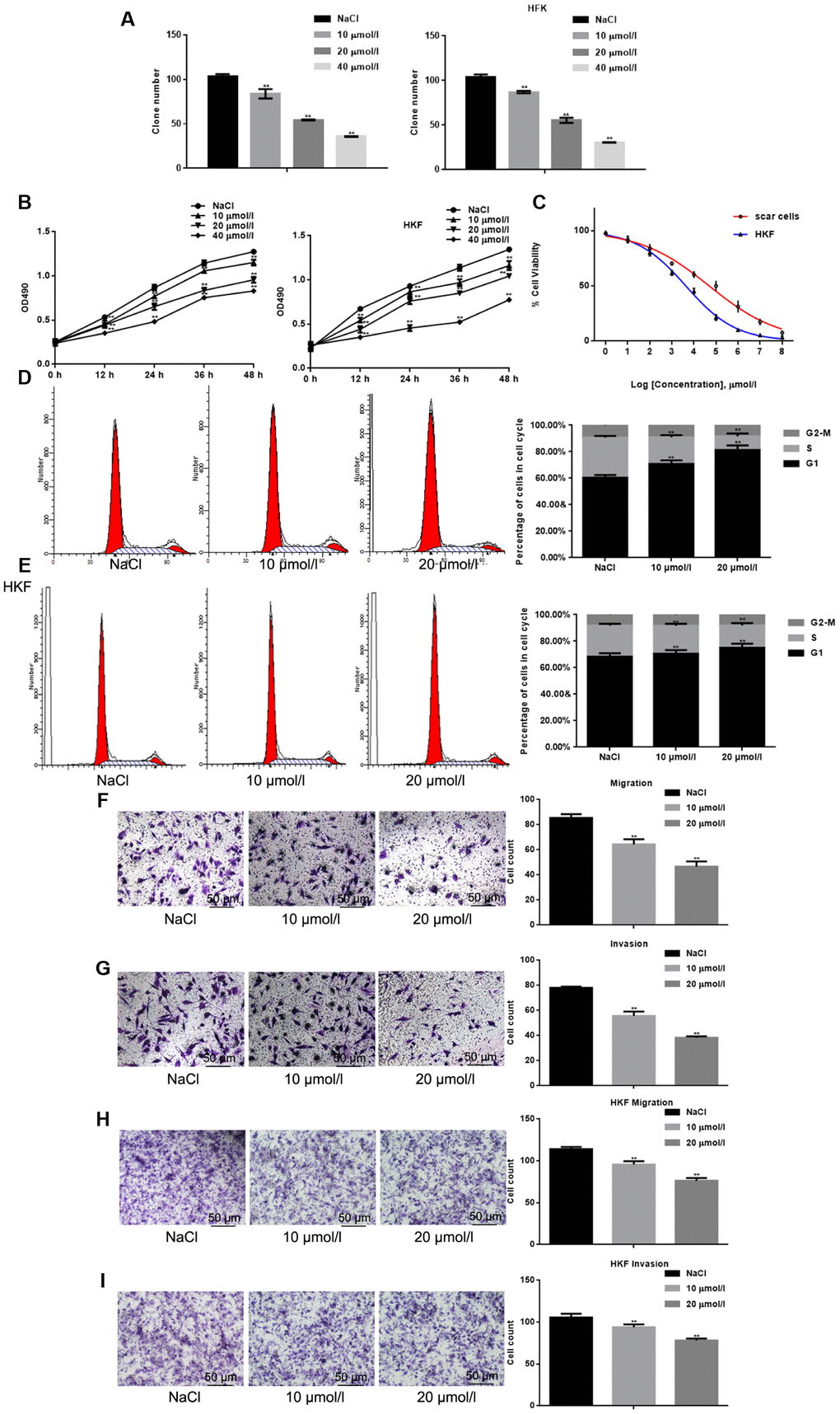 Apigenin inhibits the cell survival and migration of HSFs. (A) Cell clone formation assays. The results shown depict the mean±SD of three experiments done in triplicate. **P B) MTT assays of HSFs and HKFs cultured with indicated concentrations of apigenin. Results depict the mean±SD of three experiments done in triplicate. **P C) IC50 values for the inhibitory effects of apigenin on HSFs and HKFs were calculated from the linear curve fitted to the MTT data. (D, E) FACS analysis of HSFs and HKFs pre-treated with the indicated concentrations of apigenin. The experiment was repeated three times. **P F–I) Transwell assays showing the effects of pretreatment with apigenin for 24 h on HSF and HKF migration, with and without Matrigel. Migrated cells were counted, and the results depict the mean±SD of three experiments. **P 