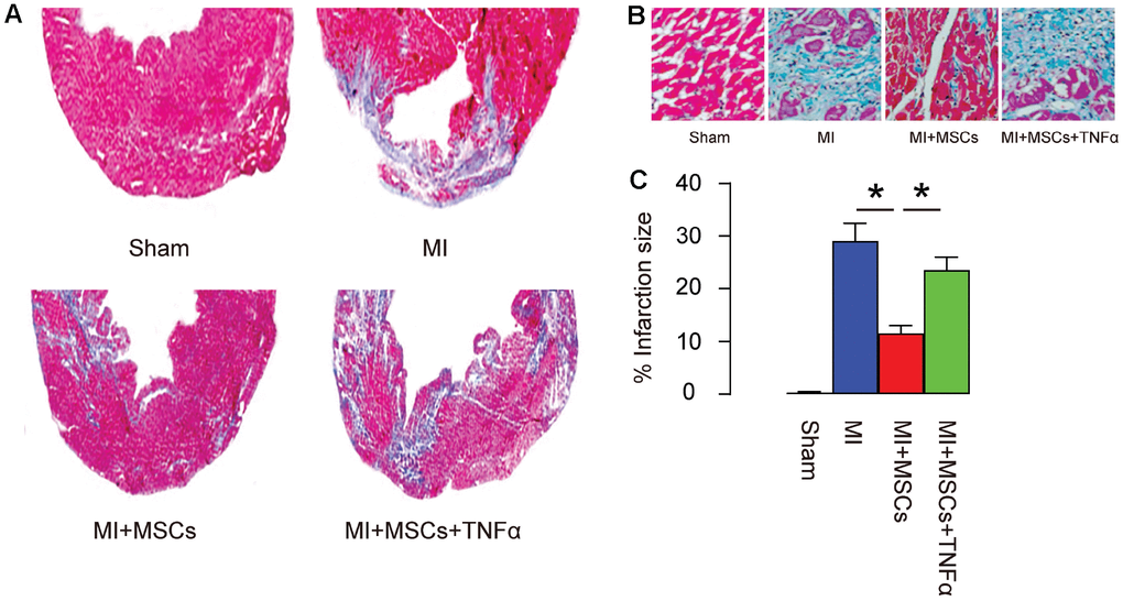 MSC-induced M2-polarization of macrophages is essential for reducing infarction area in MI-mice. (A–B) Masson's trichrome staining to determine the fibrotic heart tissue, shown by gross images (A), by representative histological images (B), and by quantification (C). *p