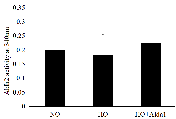 ALDH2 activation through Alda-1 pretreatment attenuates hyperoxia-induced decrease in ALDH2 activity in lung vascular endothelial cells. Mitochondrial lysates extracted from HMVEC cultured under different conditions (normoxia, 48 hrs of hyperoxia, or Alda-1 pretreatment followed by 48 hrs of hyperoxia) were subjected to an enzymatic assay to evaluate ALDH2 activity. The results are shown in mean ± SEM (n=3). Data presented are representative of three independent experiments