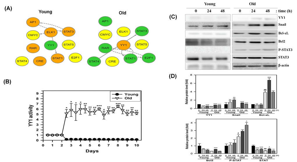 Time-dependent changes in the transcriptional regulatory network in NecB-treated young and old HDF cells. (A and B) After NecB treatment of young and old HDFs seeded in a 96-well plate, the expressions of several transcription factors were investigated by measuring the fluorescence intensity every 12 h for 10 days in cells transduced with a lentiviral vector containing transcription factor binding sites. The transcriptional regulatory network was inferred by BTNET. The color of each circle in A indicates the expressional change of each transcription factor (red for up-regulation and green for down-regulation) and the arrow between circles indicates edge information (dotted line for inference and solid line for prior knowledge). The time-dependent activation of transcription factor YY1 in NecB-treated young and old HDFs was plotted in B. (C) Young and old HDFs were treated with vehicle or 10 μg/ml NecB for 24-48 h. Cell lysates were analyzed by western blotting with antibodies against YY1, Snail, Bcl-xL, Bcl2, P-STAT3, STAT3, and β-actin. (D) The band density of the immunoblot was quantitated by using Image J software and normalized to β-actin. The relative protein levels (fold) were calculated and plotted as the mean ± SEM.